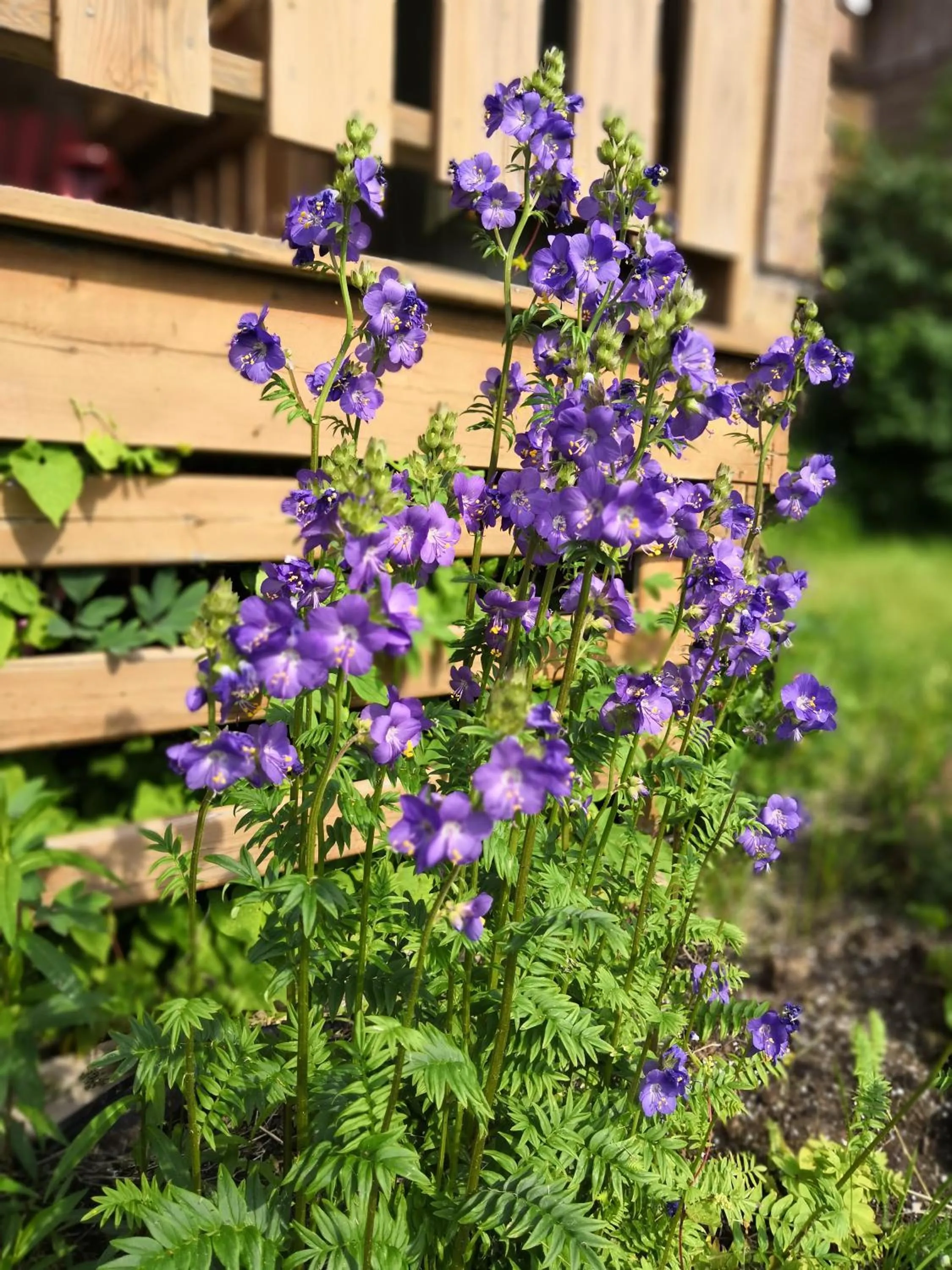 Cavendish Country Inn & Cottages