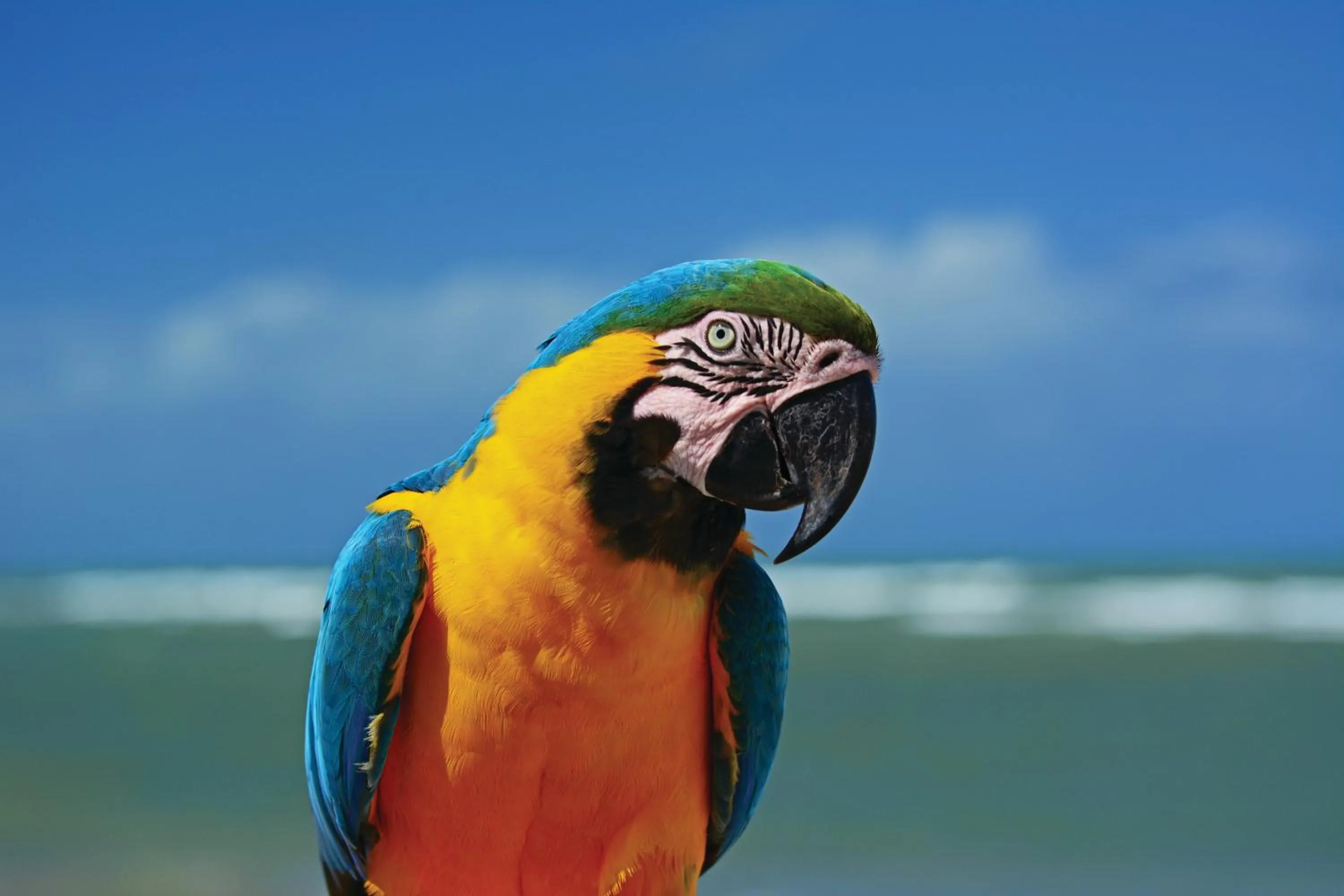 Natural landscape in Serrambi Resort