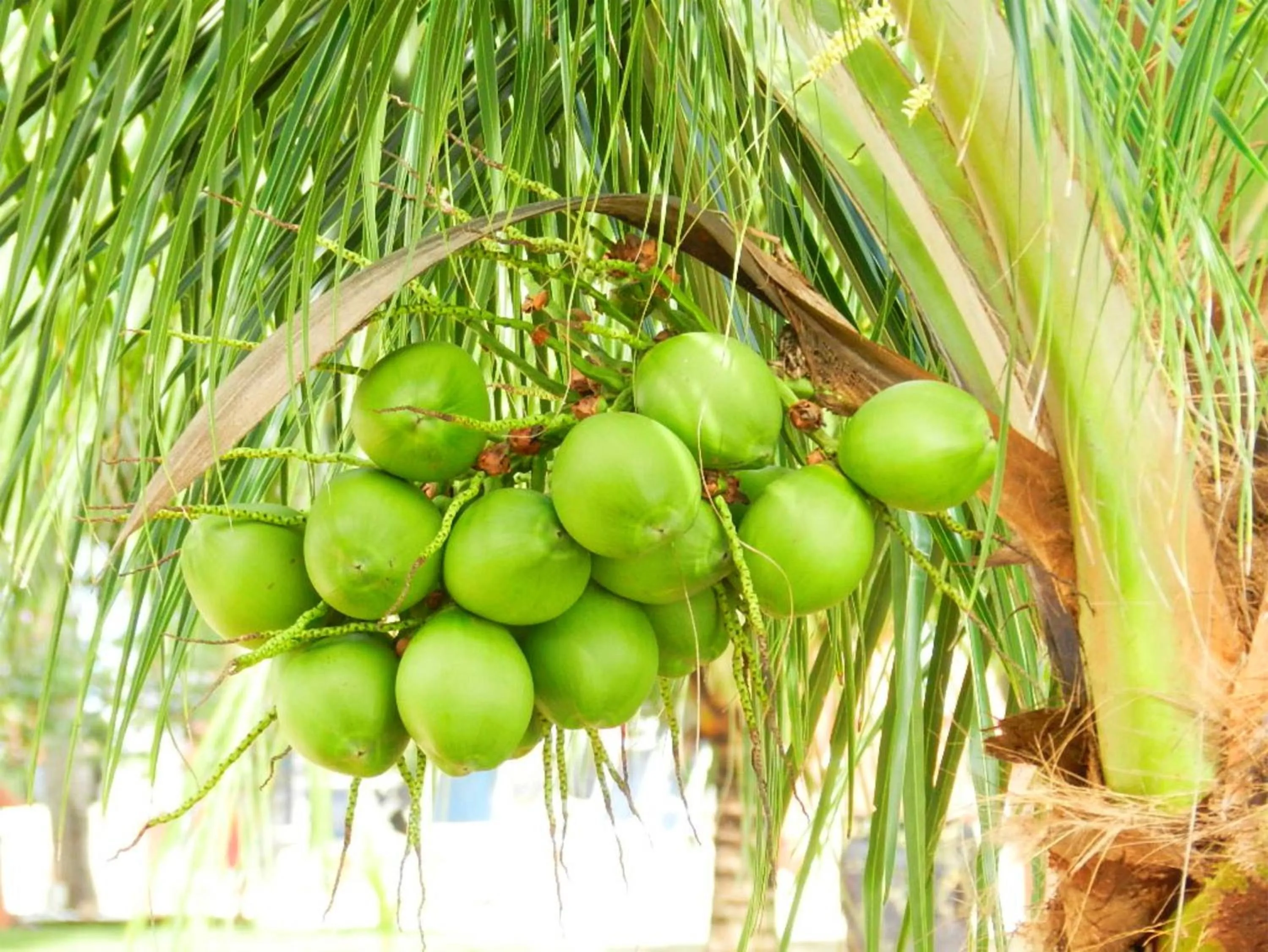 Natural landscape in Serrambi Resort