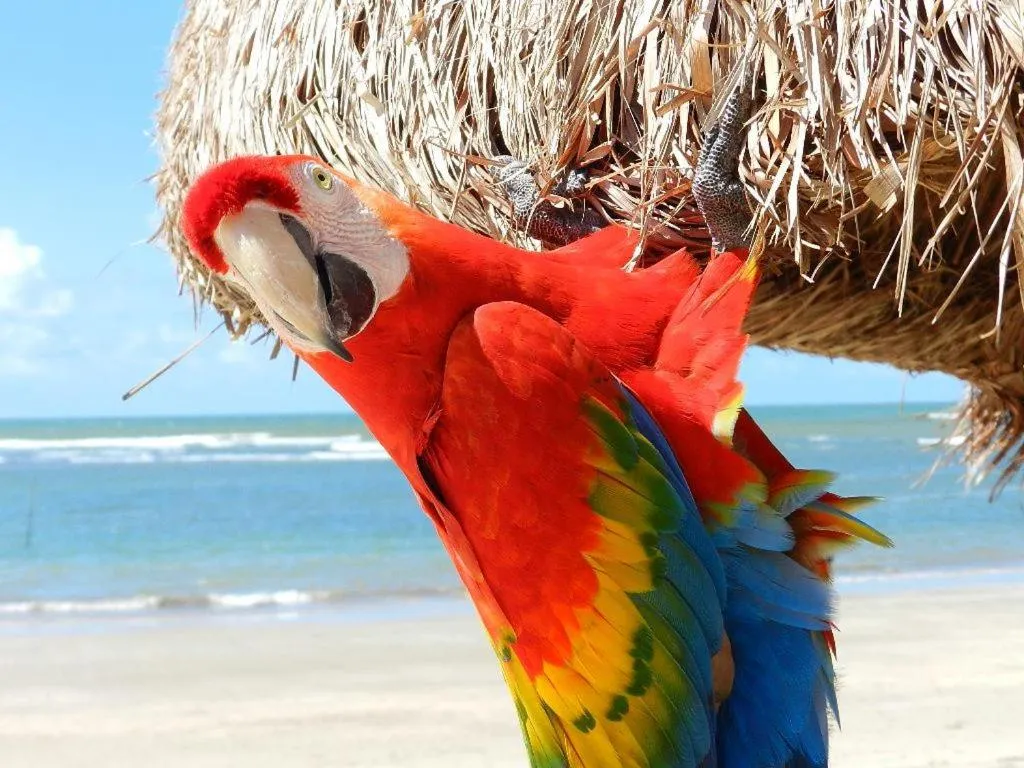 Beach in Serrambi Resort