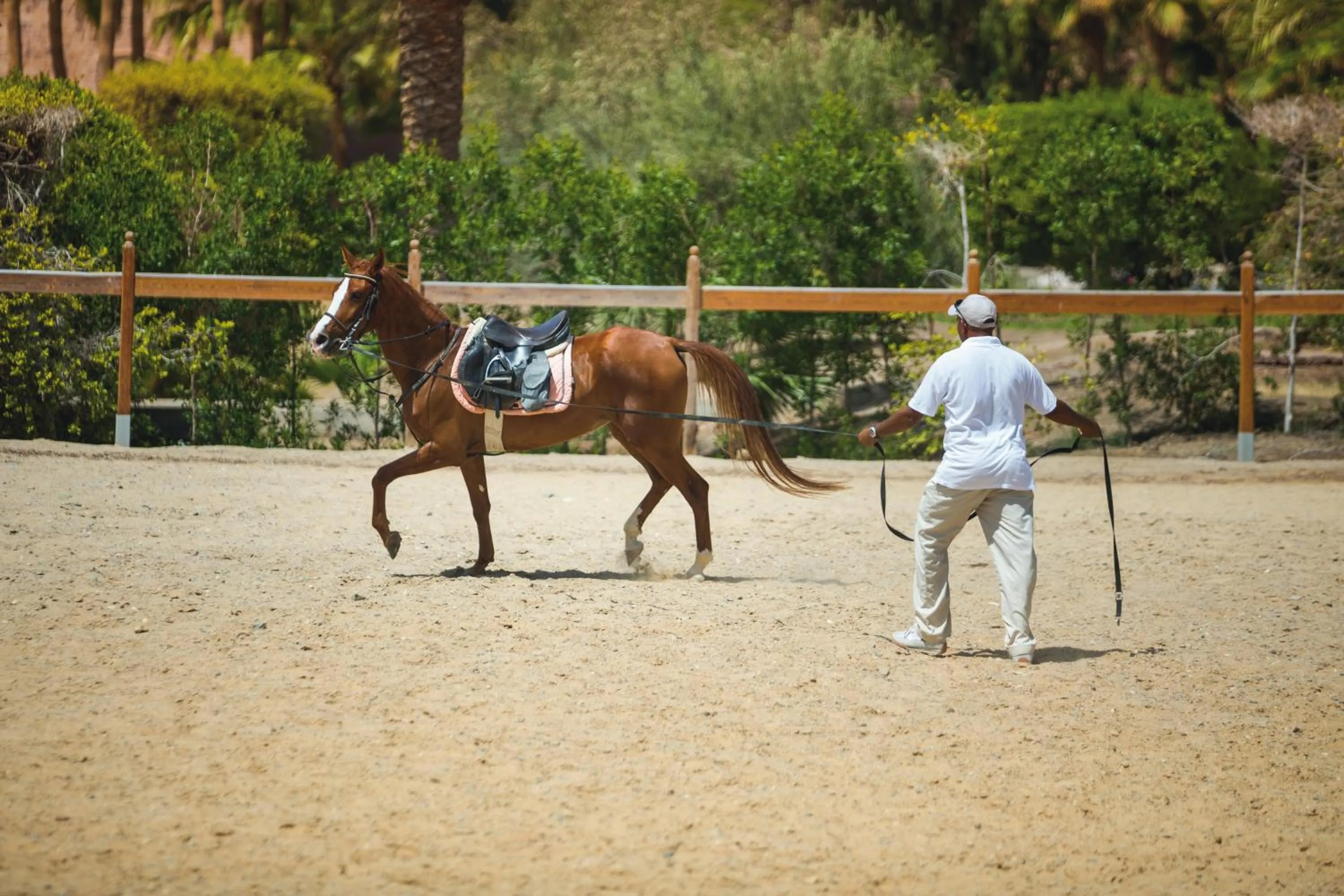 Horse-riding in Movenpick Resort El Quseir
