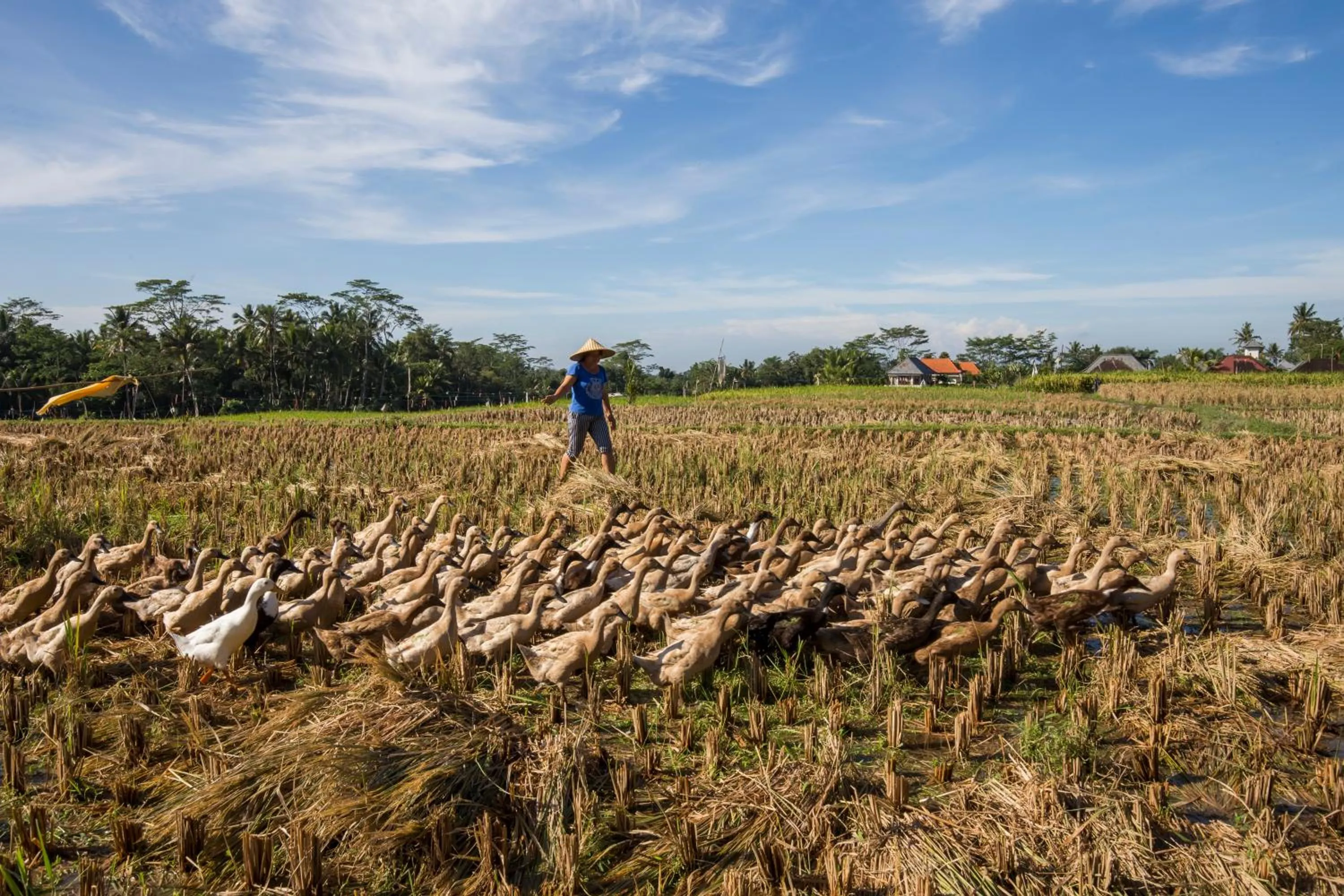 Animals in Alosta Luxury Private Villa
