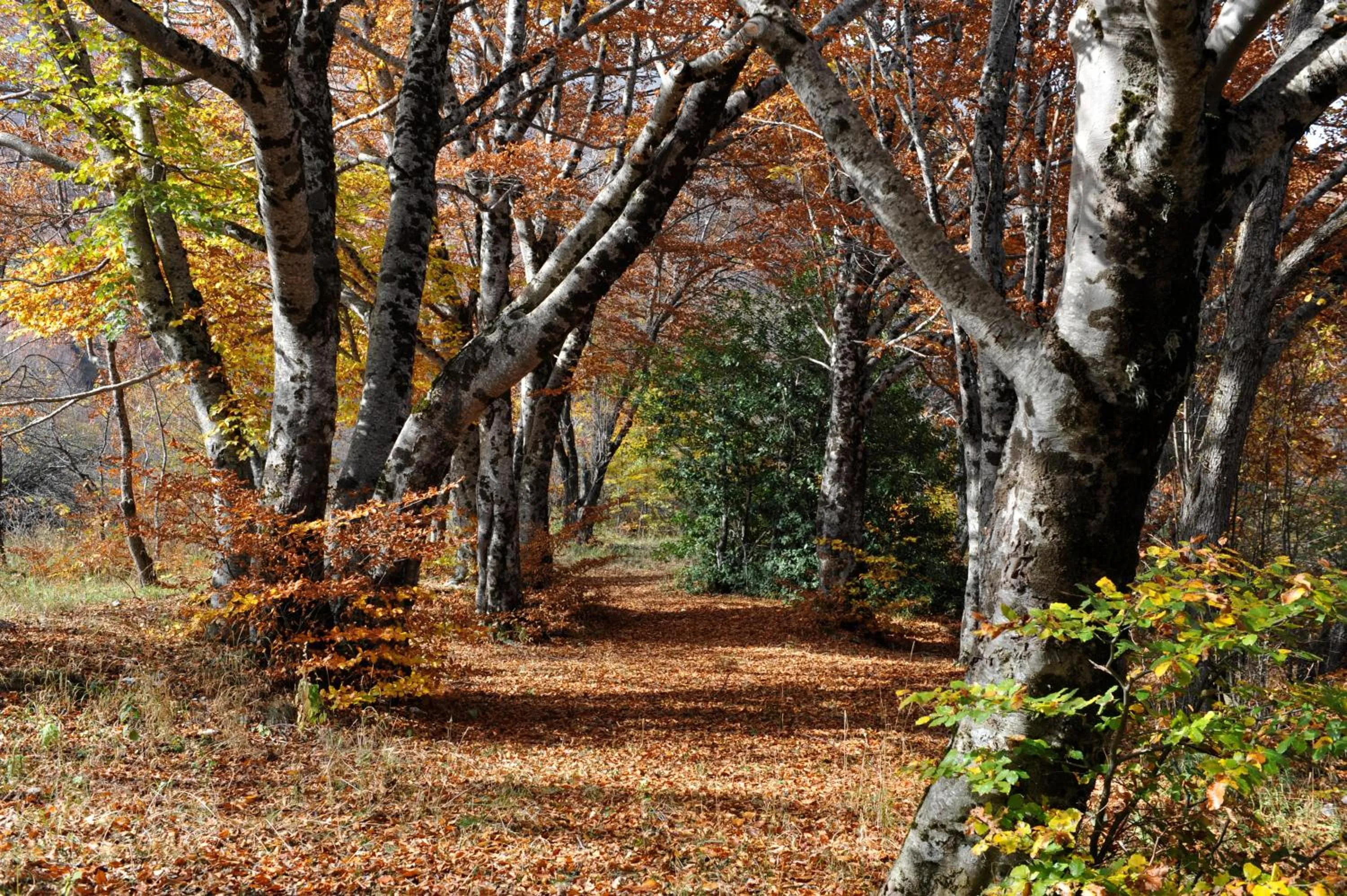 Area and facilities in Robur Marsorum Albergo Diffuso
