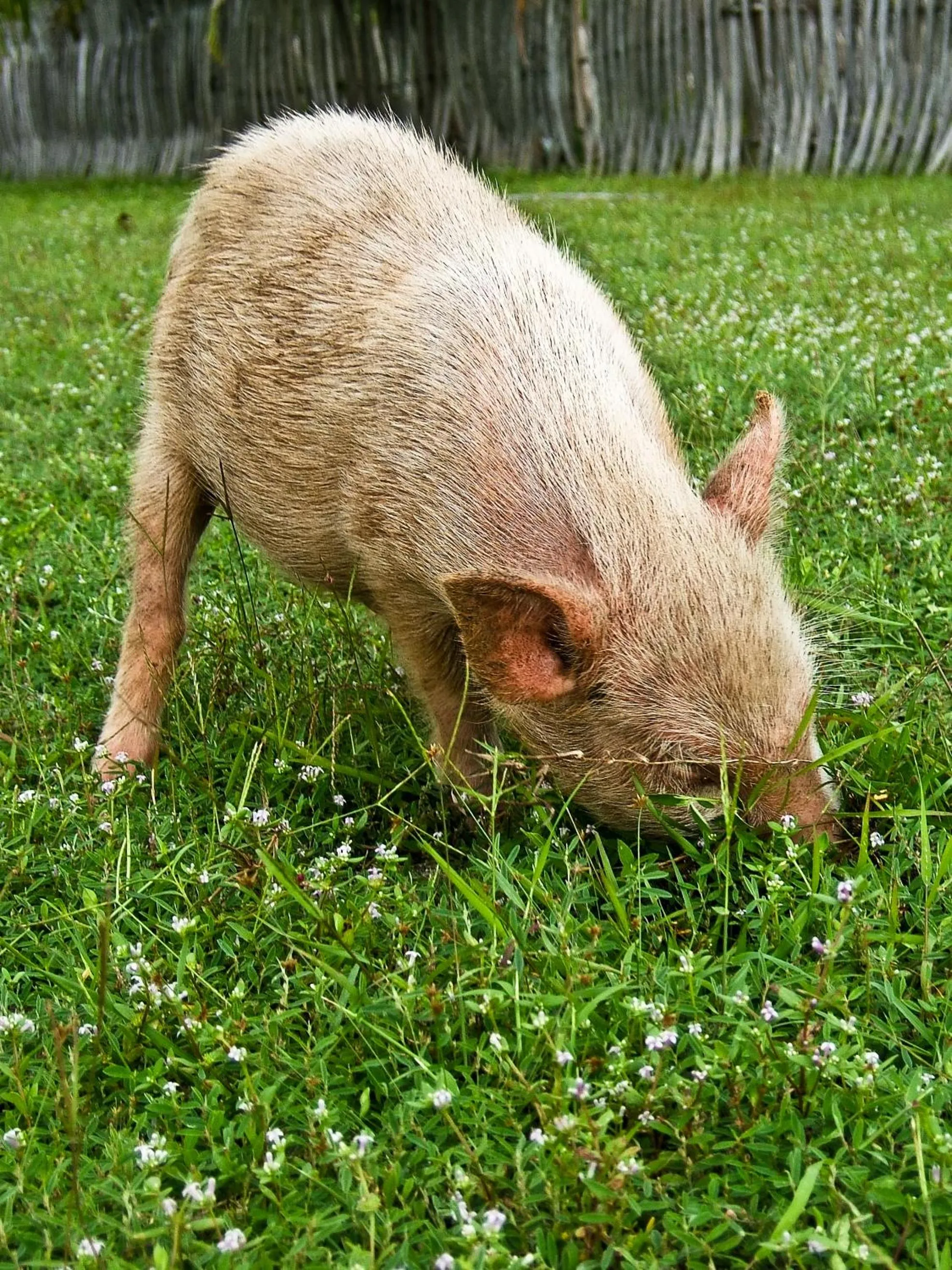 Decorative detail in Boa Hill Surf House