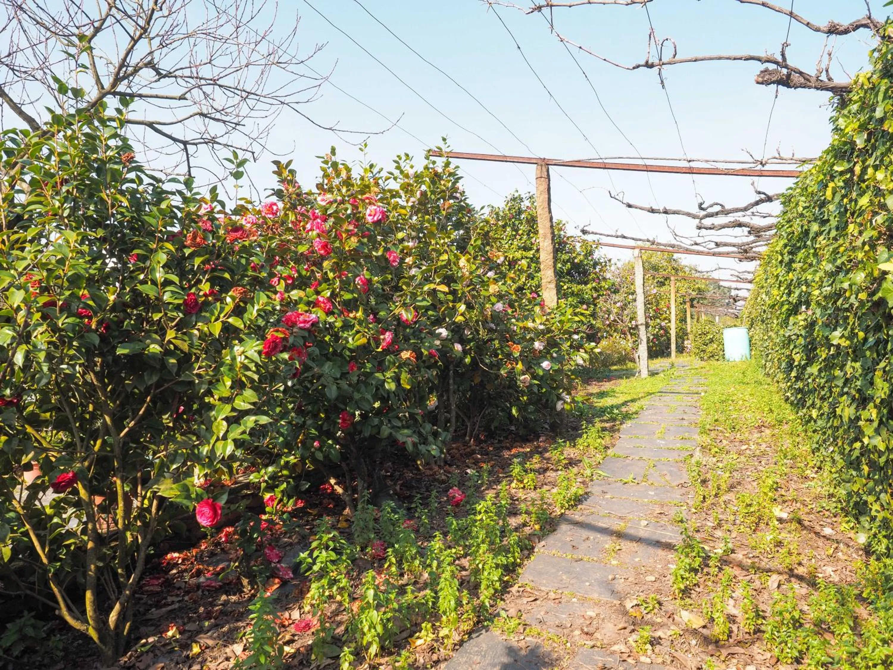Garden in Quinta Drº Amarante