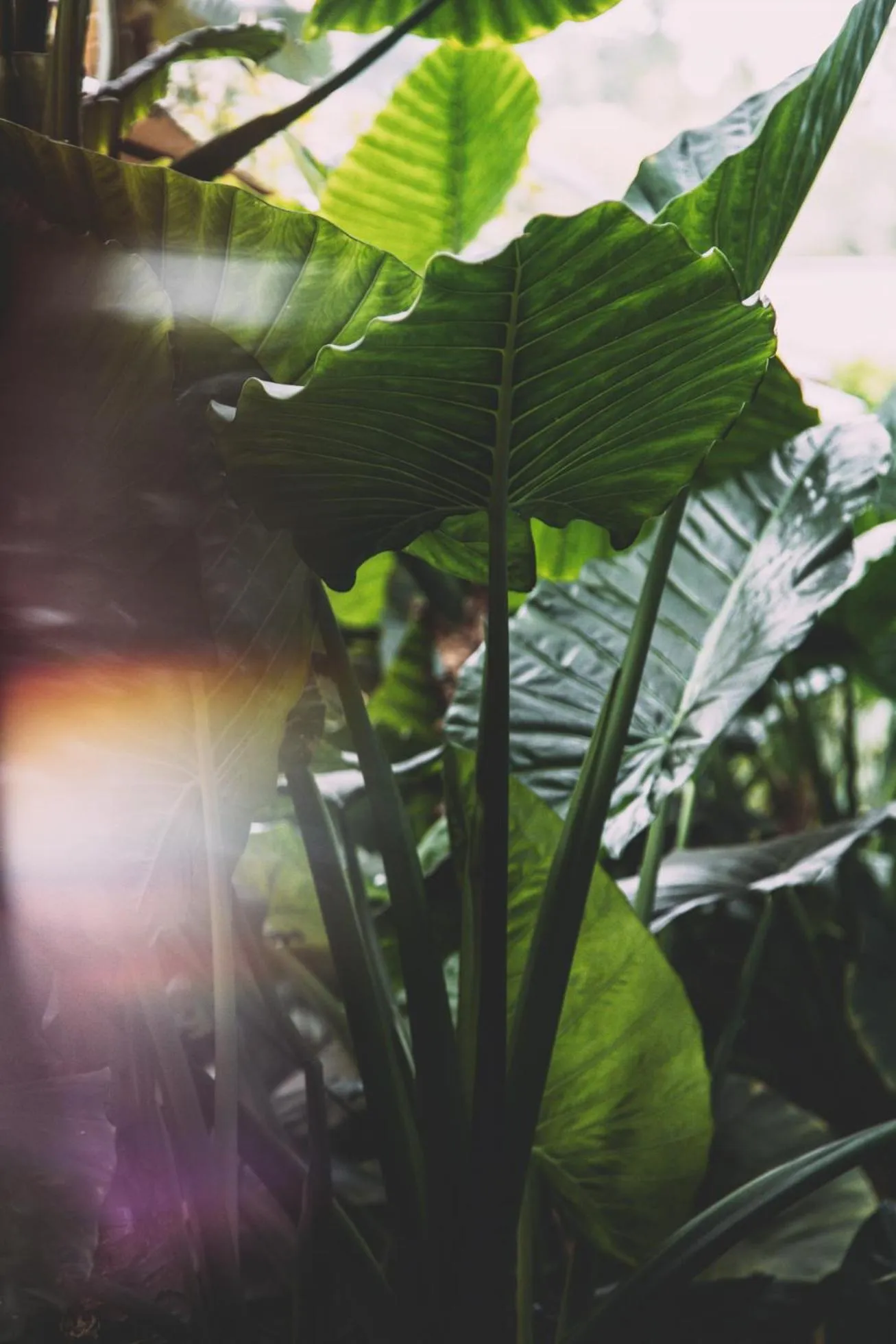 Garden in Hotel Eco Boutique Bidasoa