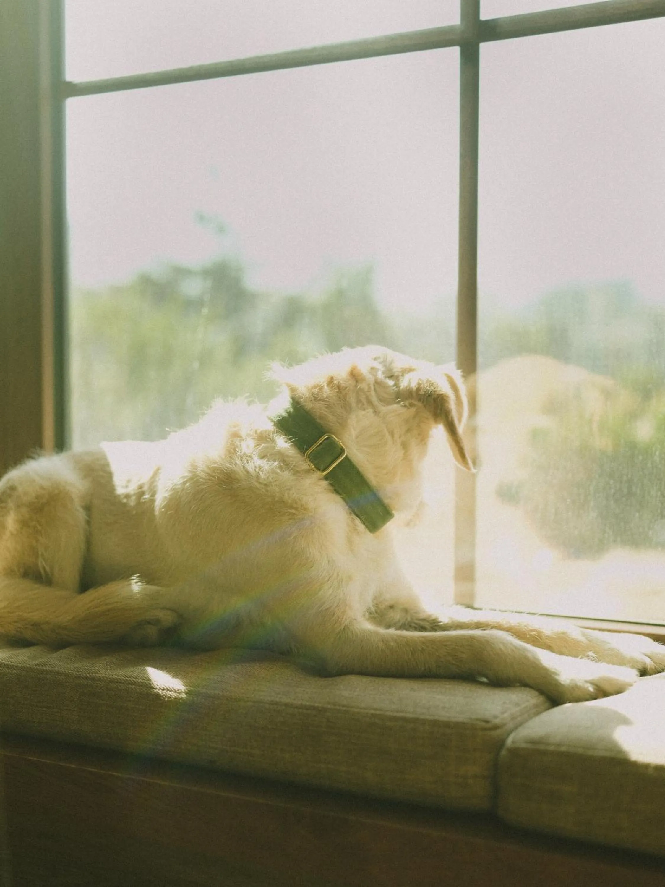 Pets in Hotel Eco Boutique Bidasoa