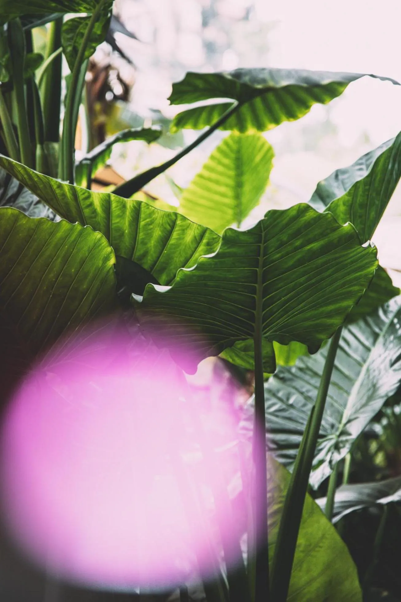 Garden in Hotel Eco Boutique Bidasoa