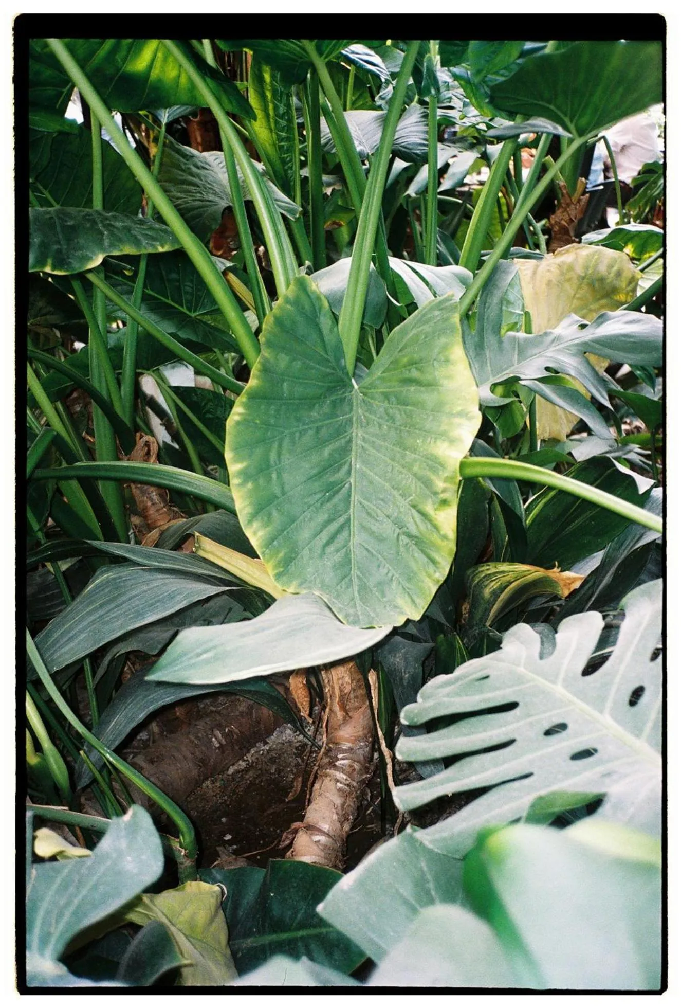 Garden in Hotel Eco Boutique Bidasoa