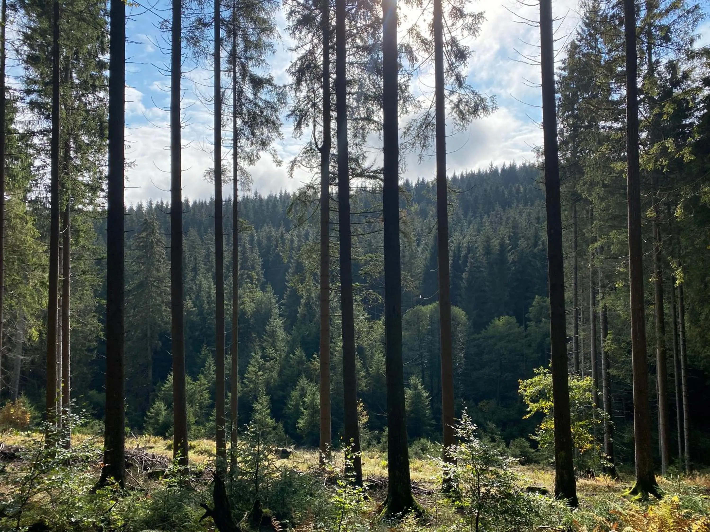 Area and facilities in Der schöne Asten - Resort Winterberg