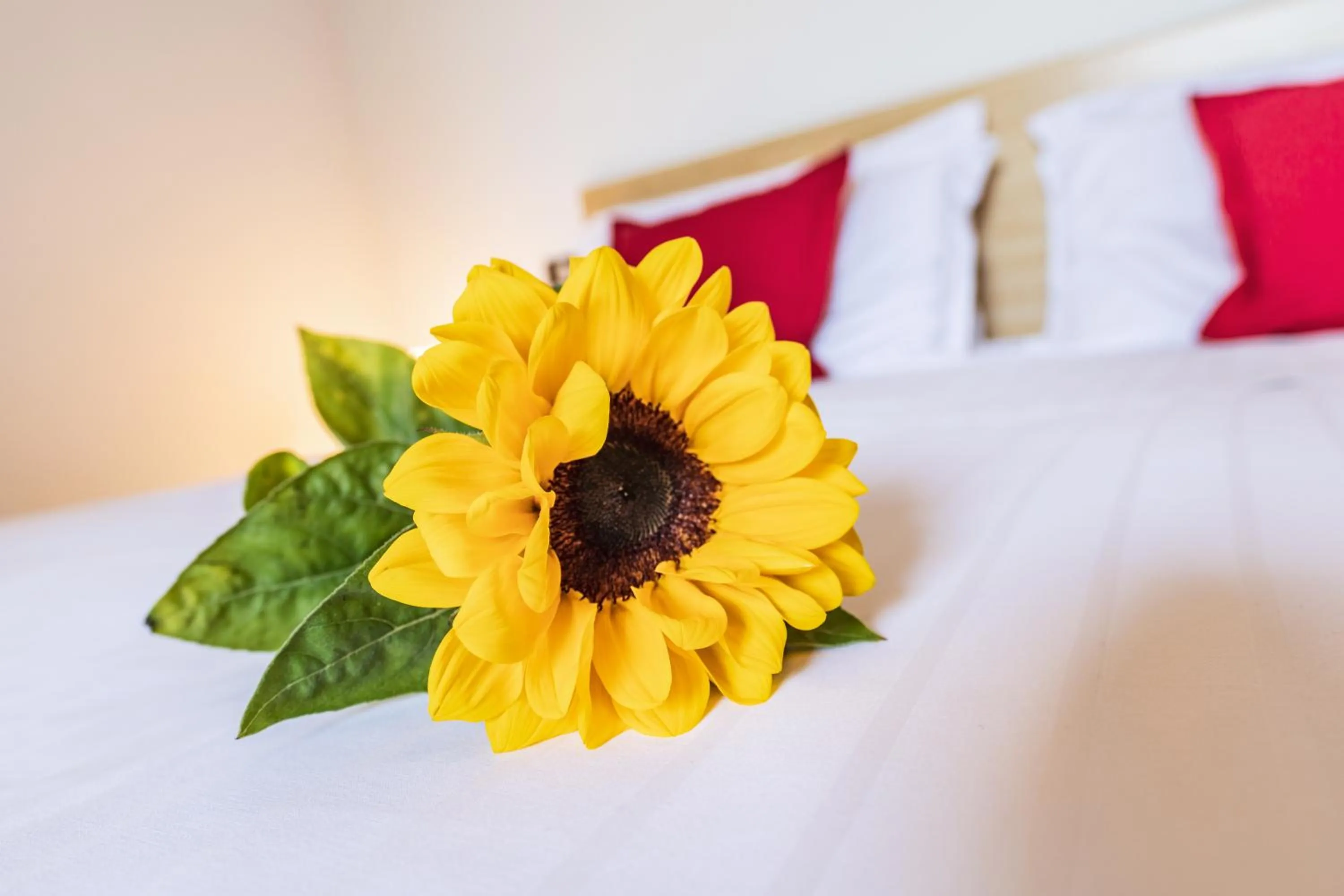 Bed in Residence Nuove Terme