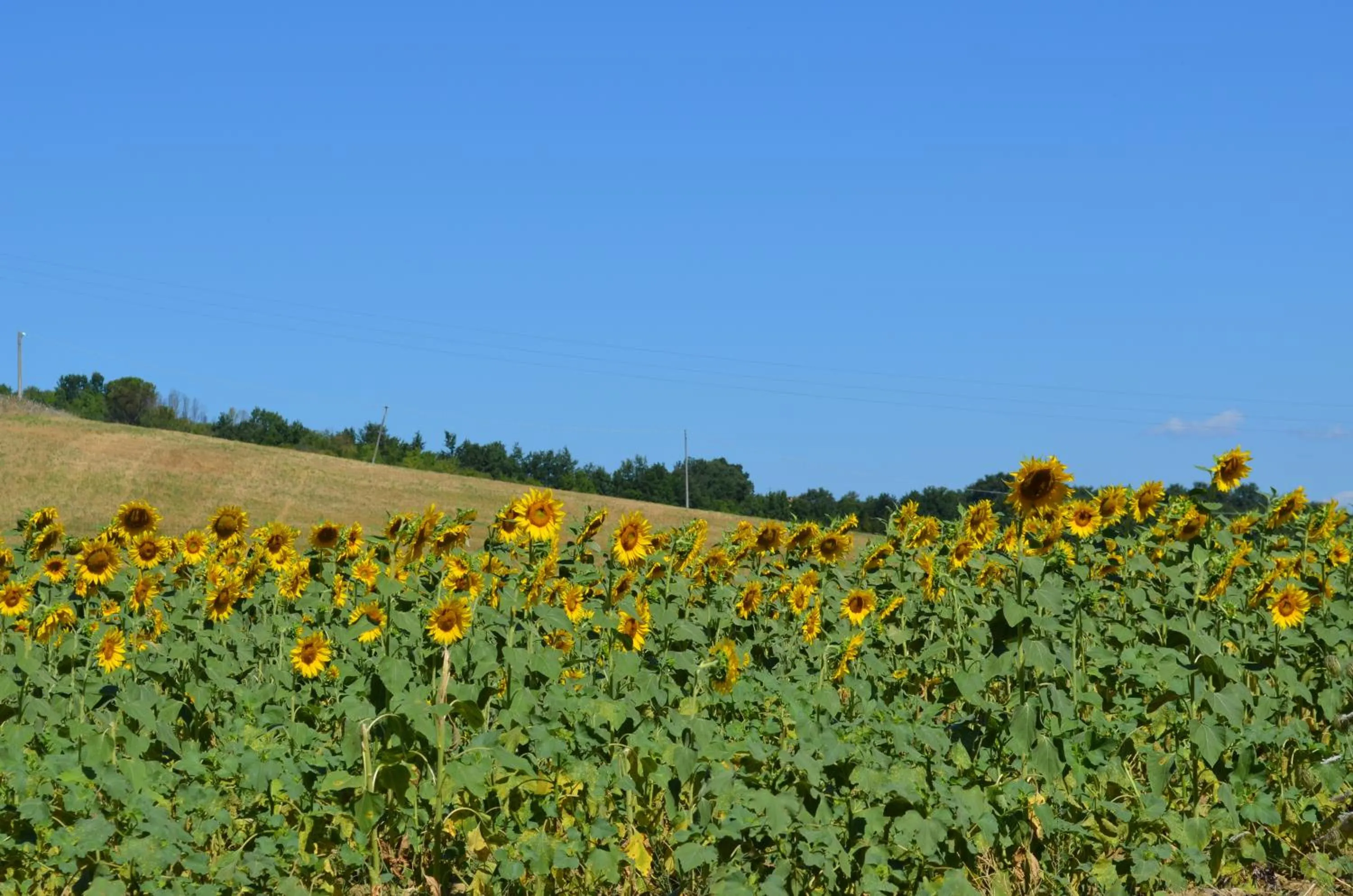 Area and facilities in Podere Dell'Anselmo