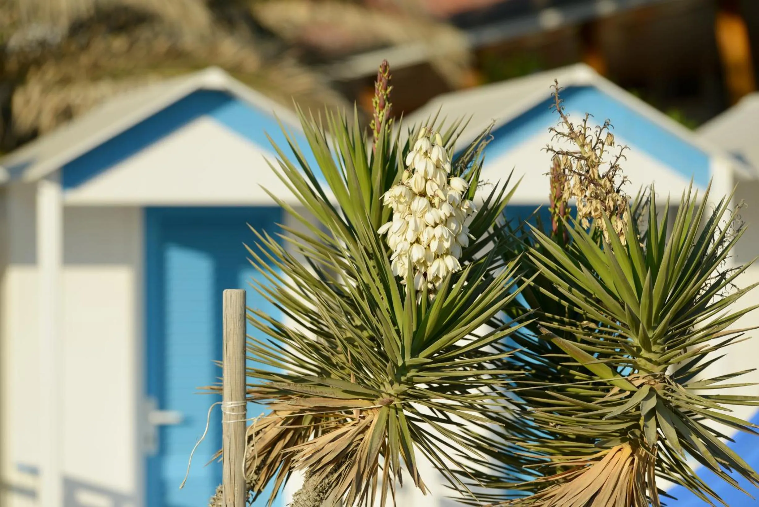 Beach in Hotel Esplanade