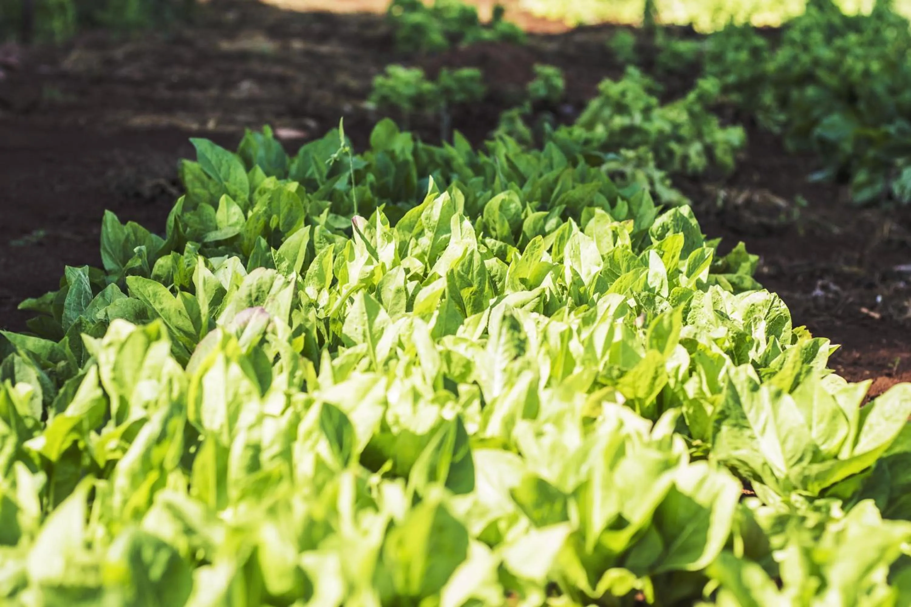 On site in Canzi Cataratas Hotel