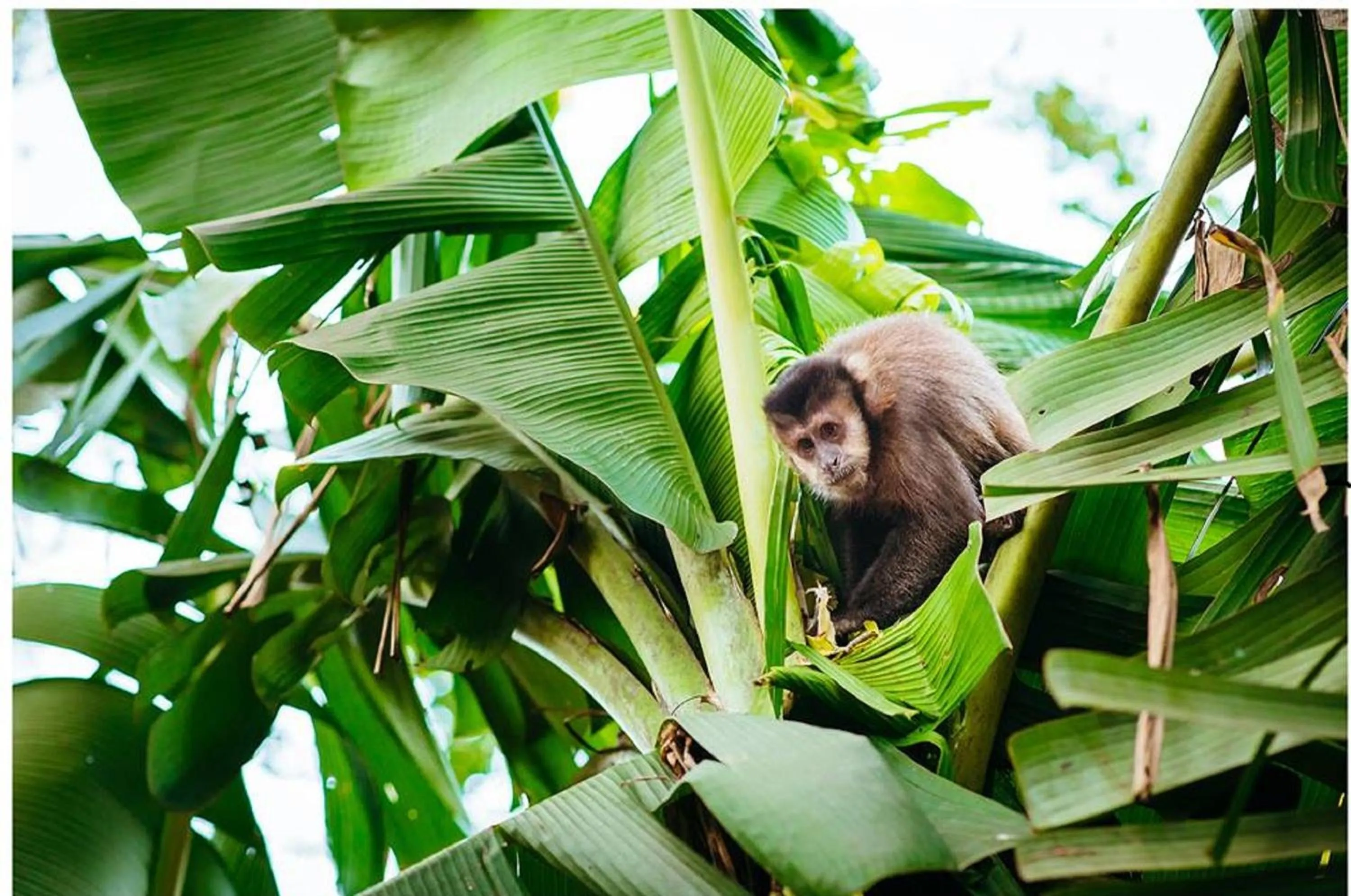 Garden in Canzi Cataratas Hotel