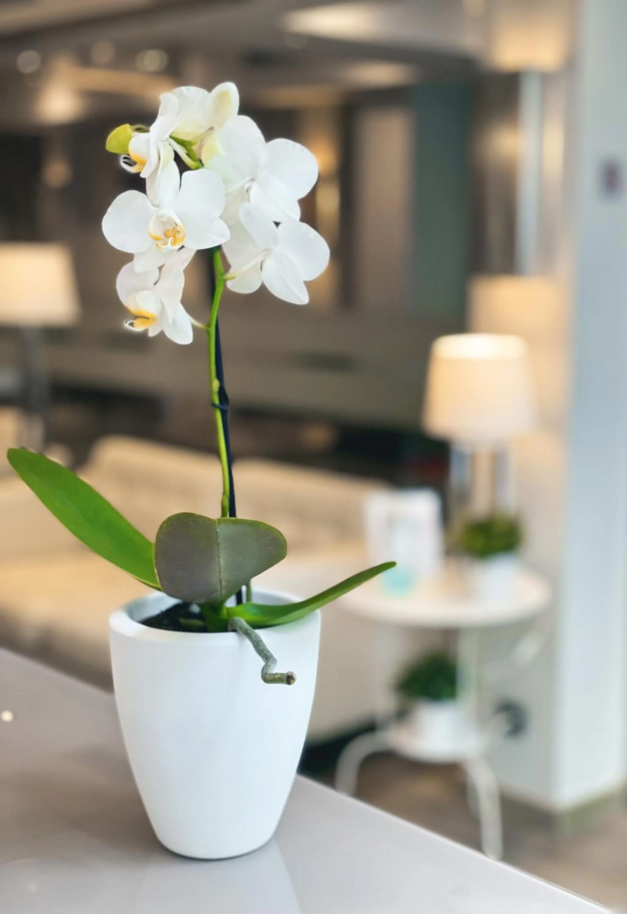 Lobby or reception in SM Hotel Sant Antoni