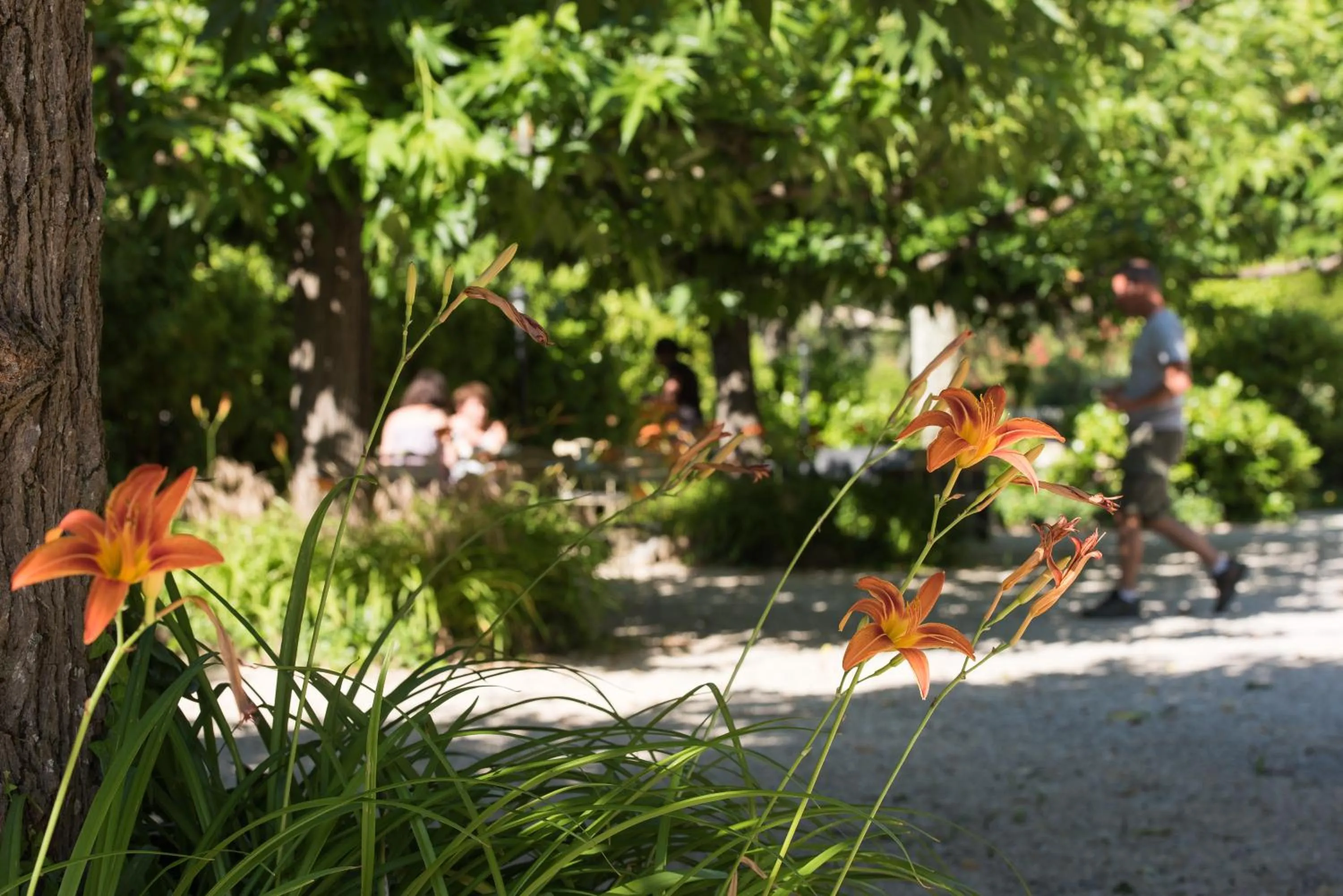 Garden in Logis Hôtel Castel Mouisson