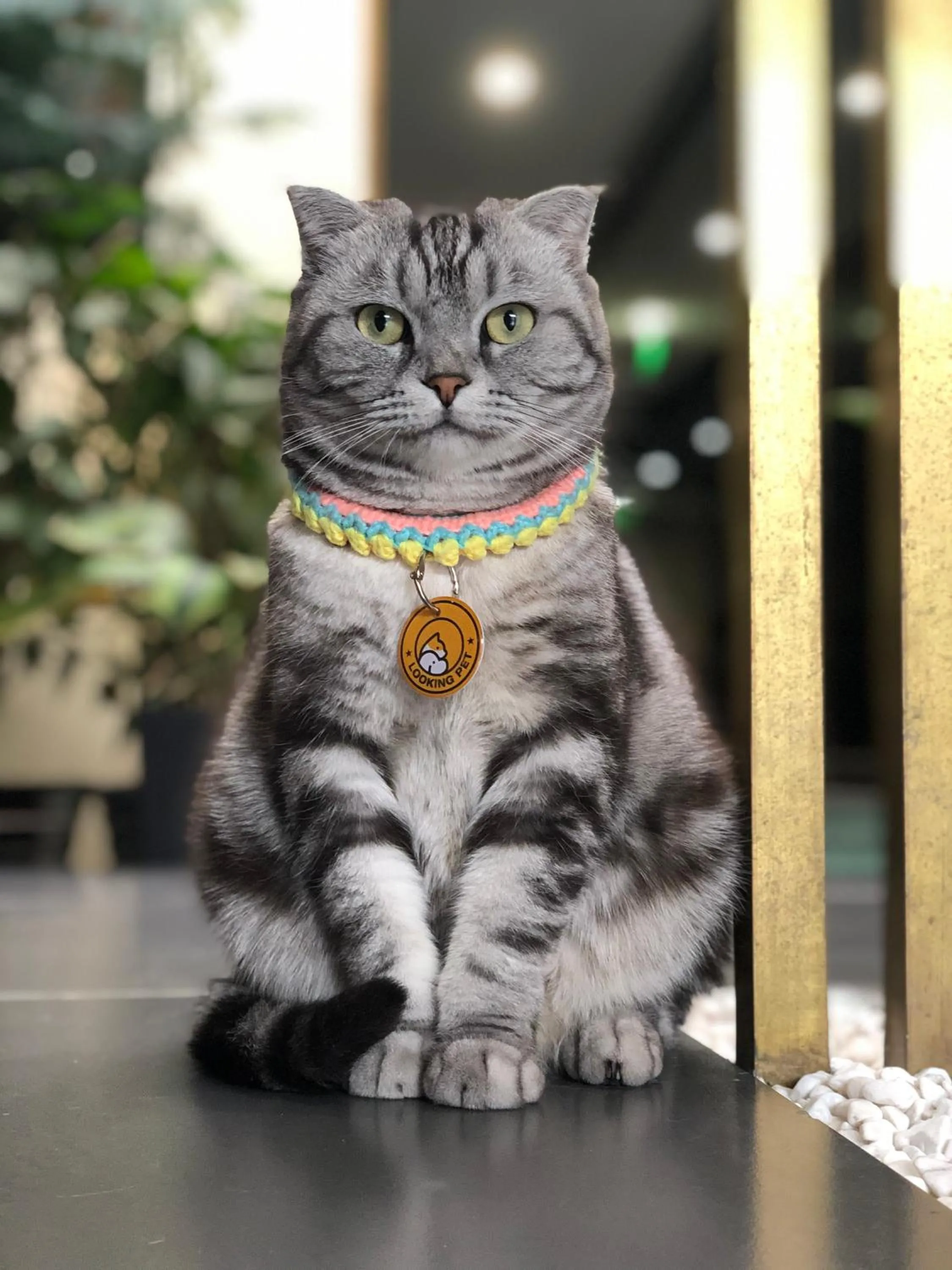 Pets in Xingshe Alley Courtyard Hotel Beijing Wangfujing Forbidden City Branch - Breakfast included & English speaking reception & Free WiFi and Laundry room & Hutong Culture & Cat-keeping & Flower-growing Terrace & One day tour service & Free coffee