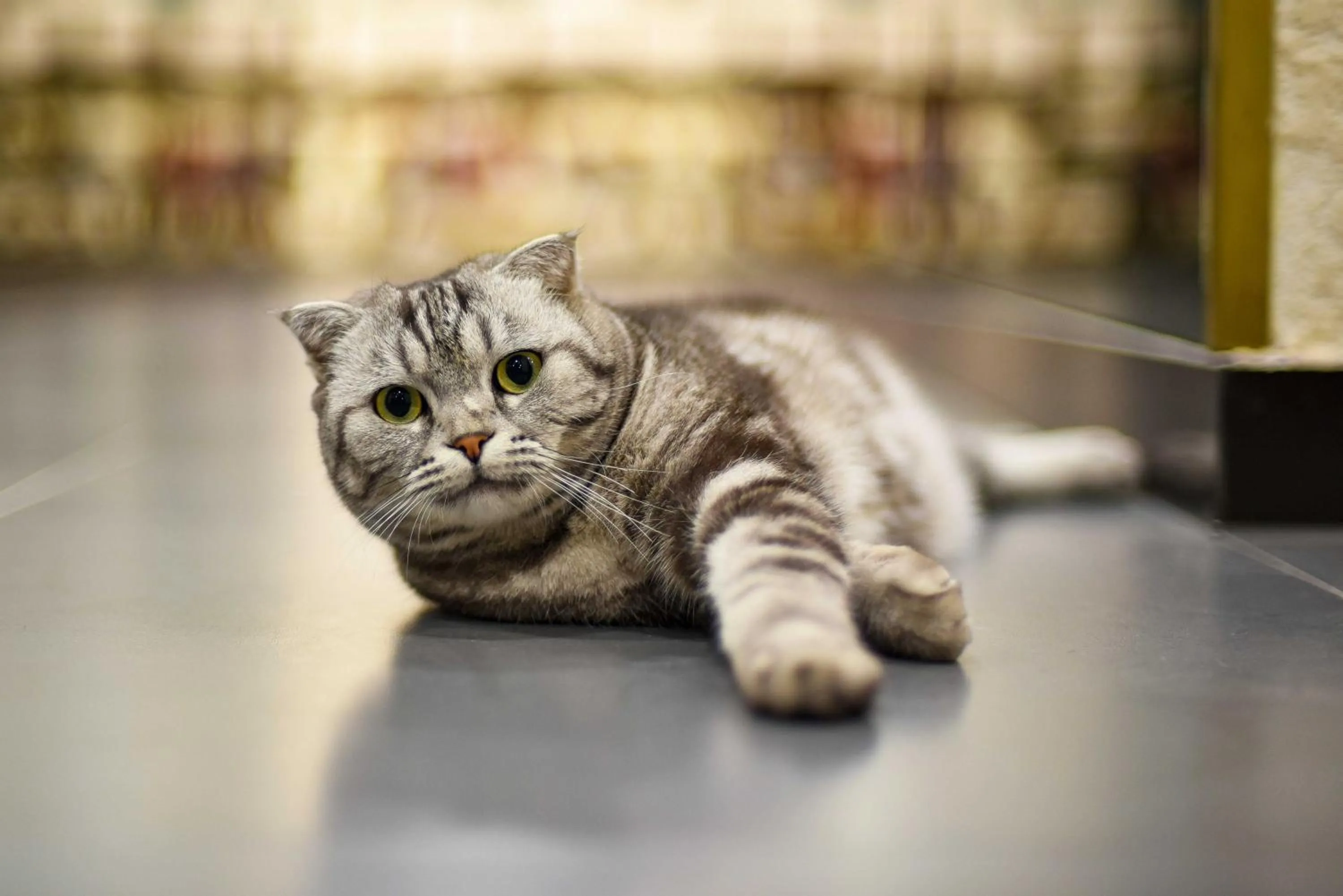 Pets in Xingshe Alley Courtyard Hotel Beijing Wangfujing Forbidden City Branch - Breakfast included & English speaking reception & Free WiFi and Laundry room & Hutong Culture & Cat-keeping & Flower-growing Terrace & One day tour service & Free coffee