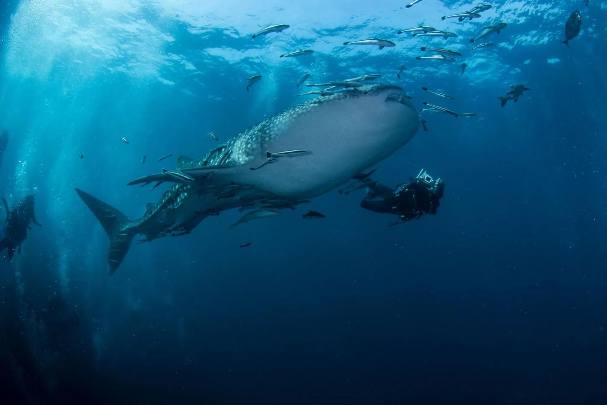 Snorkeling in Carabao Diving Koh Tao