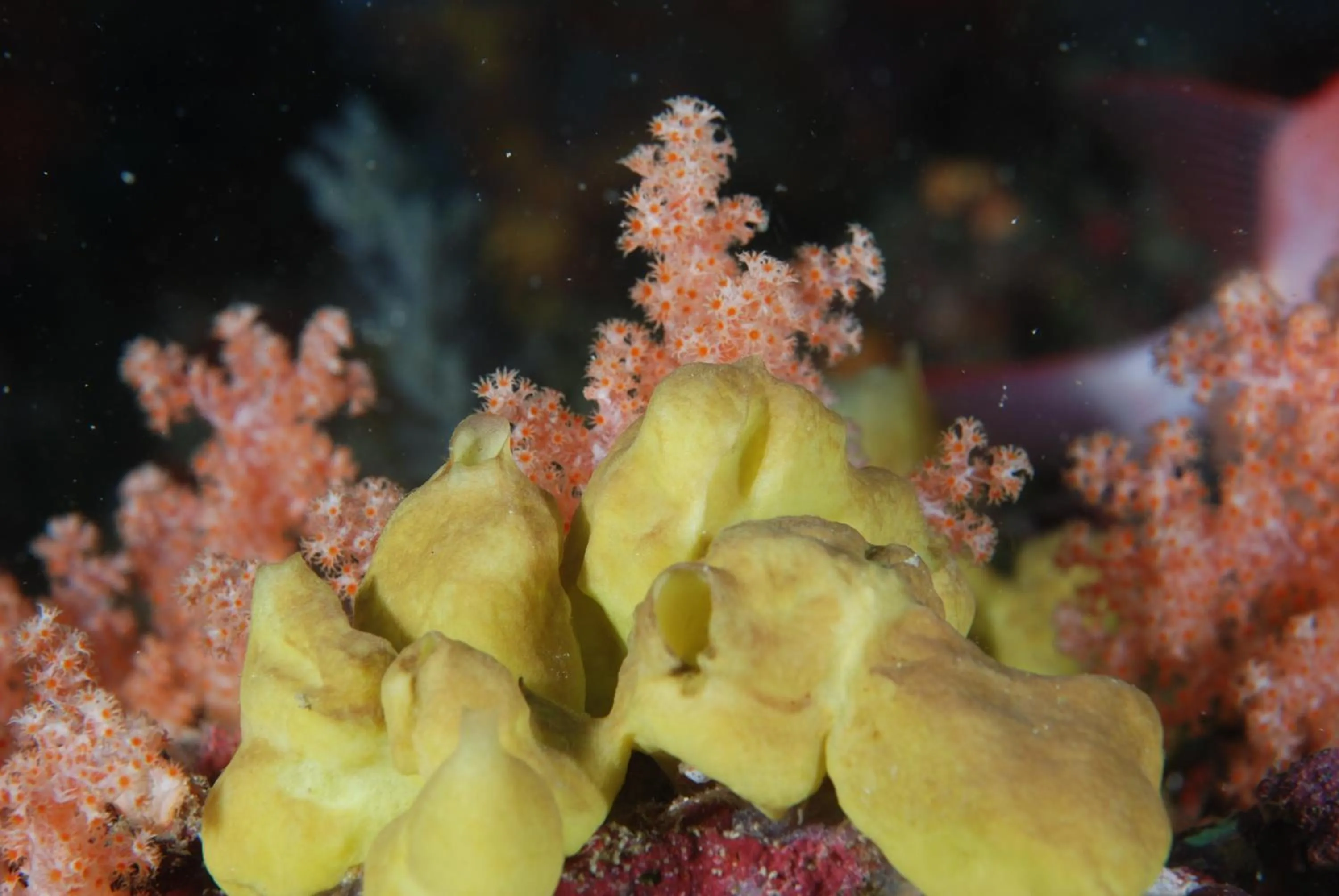 Annama Lodge and Dive