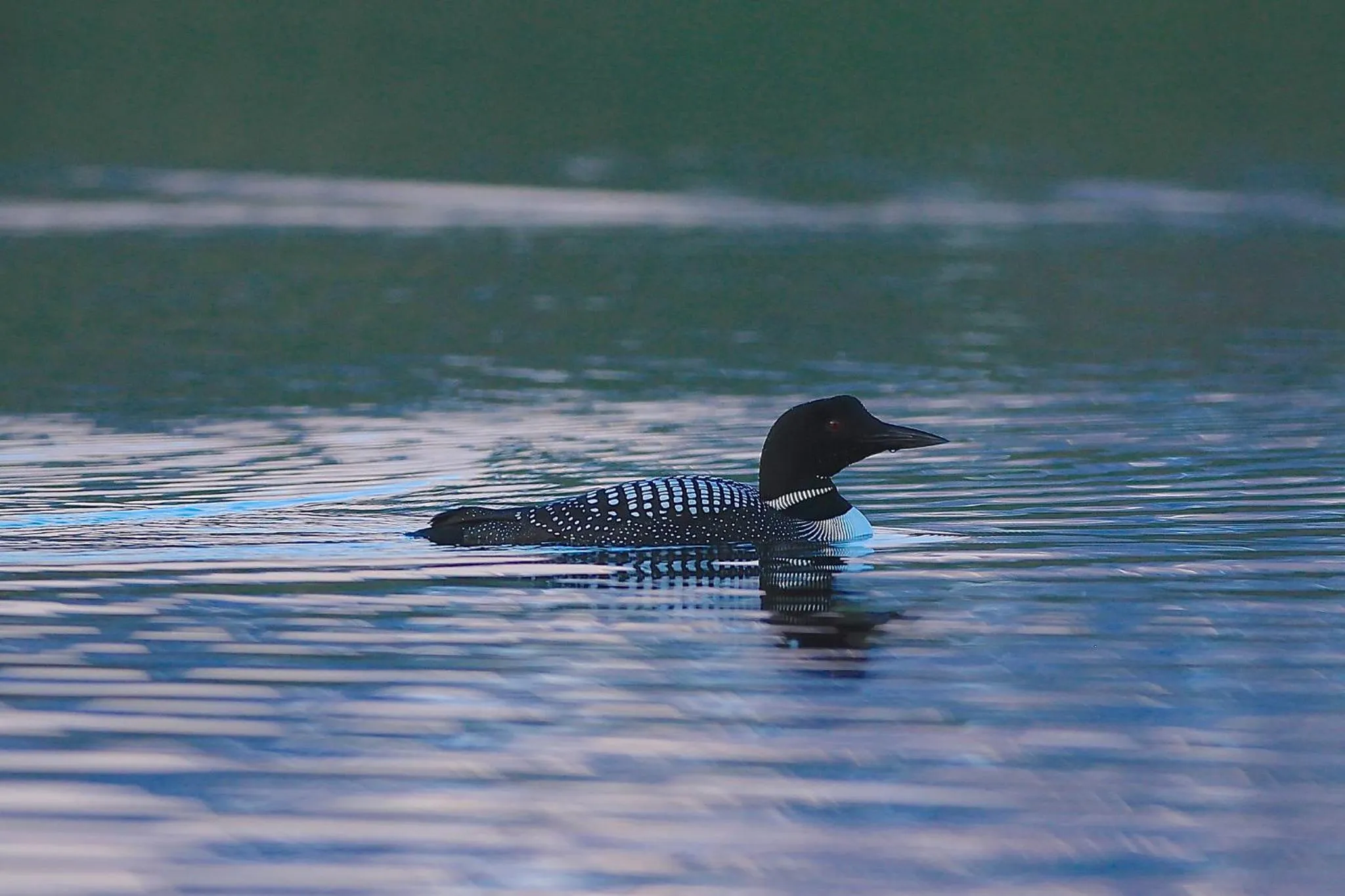 Animals in Caribou Lodge Alaska