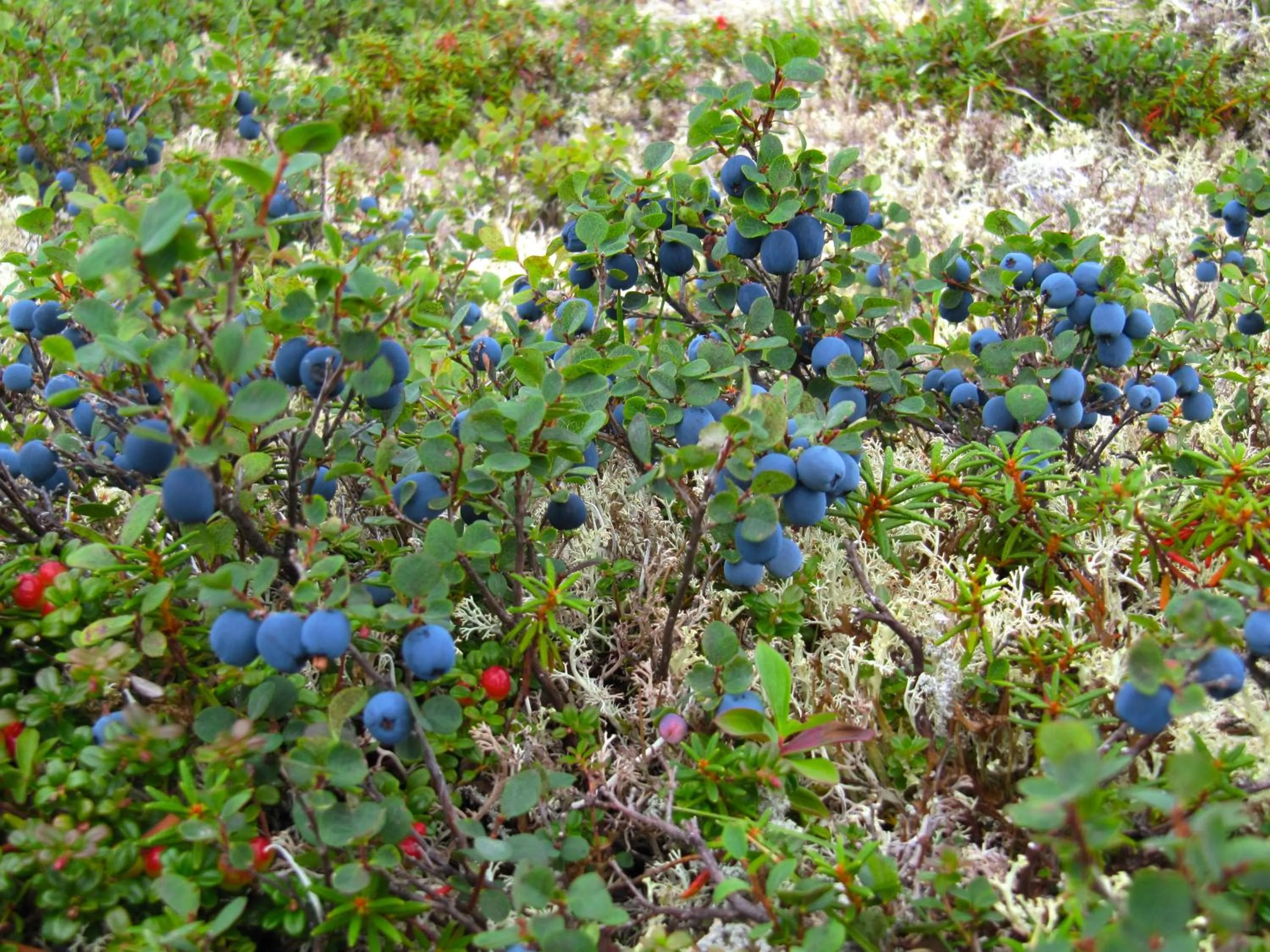 Summer in Caribou Lodge Alaska