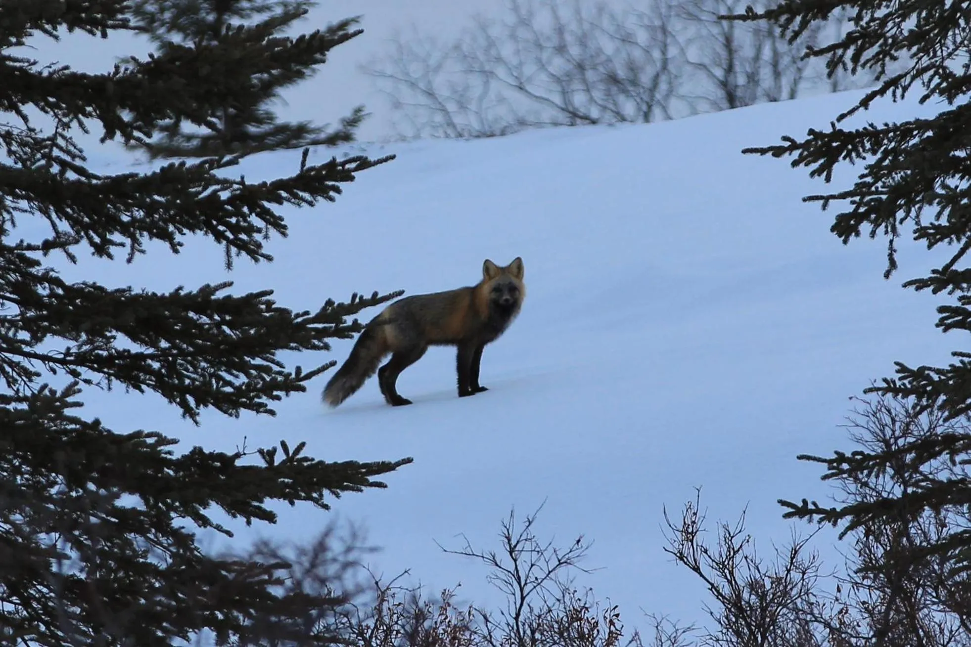 Caribou Lodge Alaska