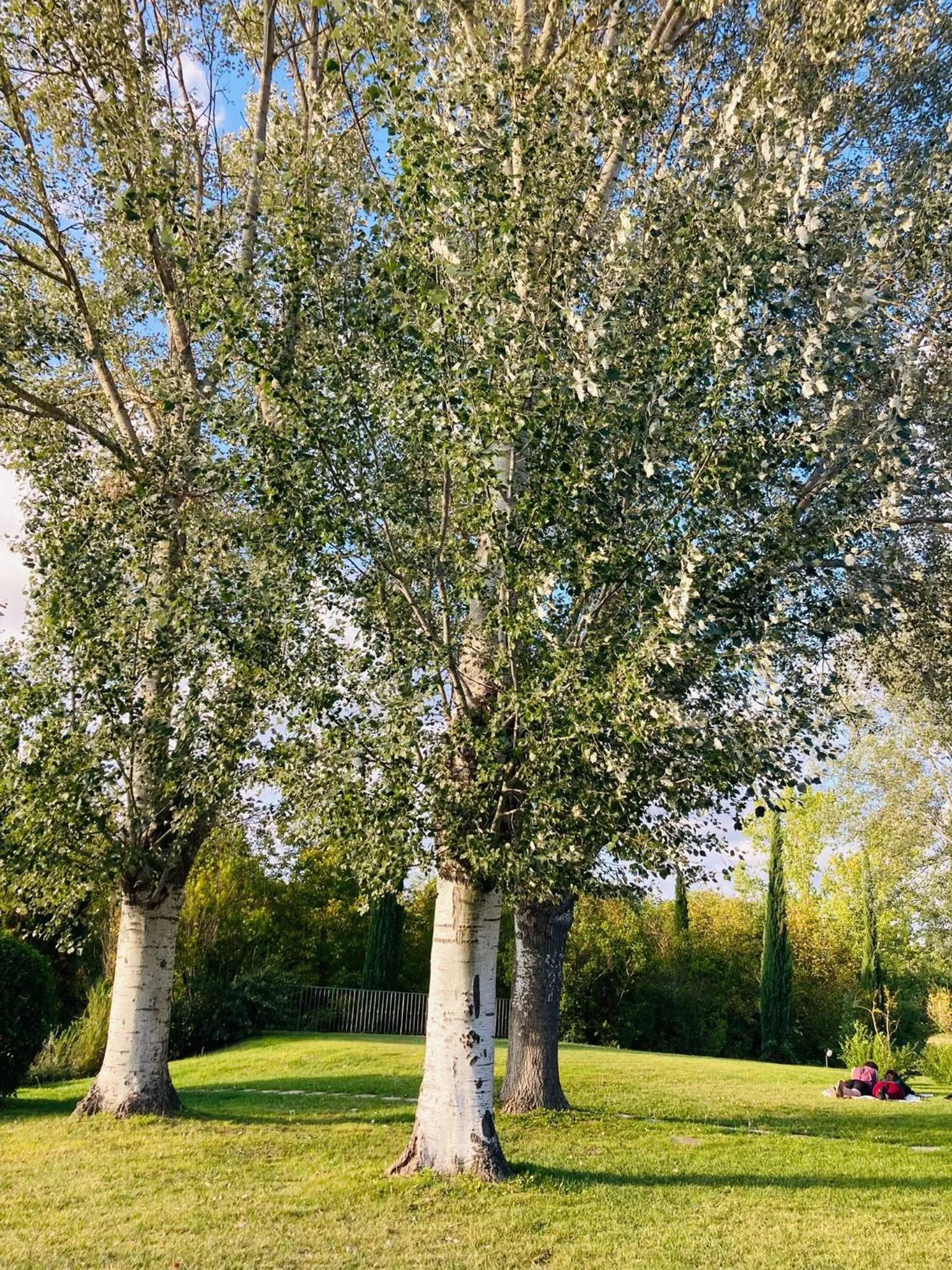 Garden in Podere La Chiusella B&B