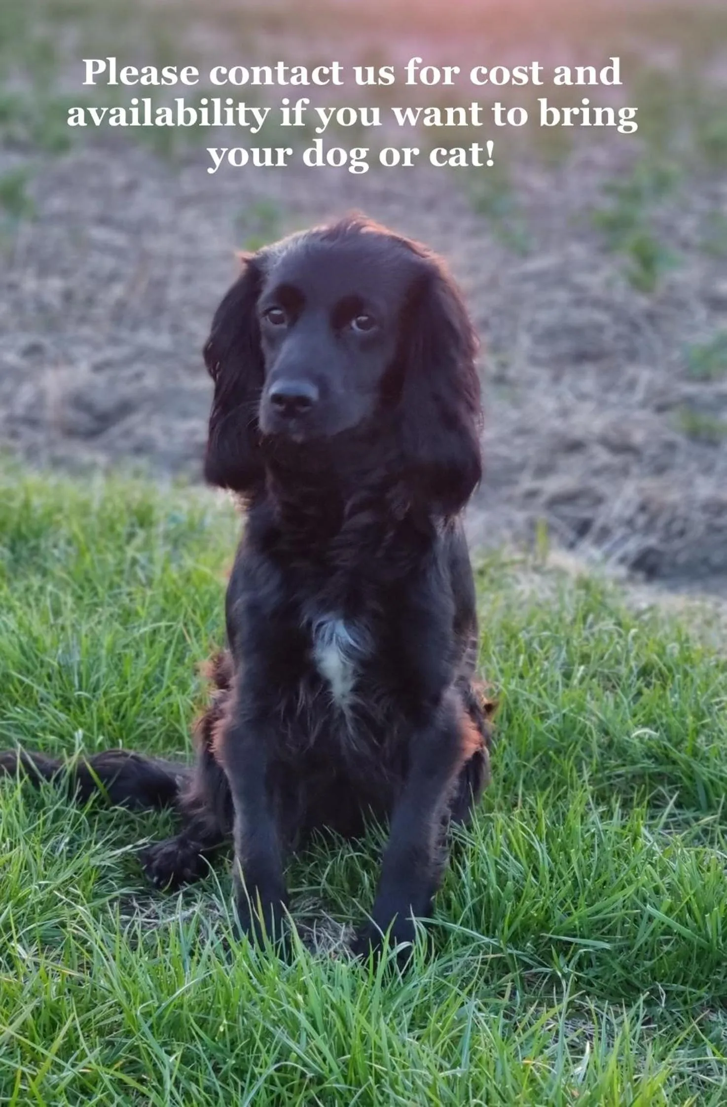 pet friendly in Torget Vandrarhem