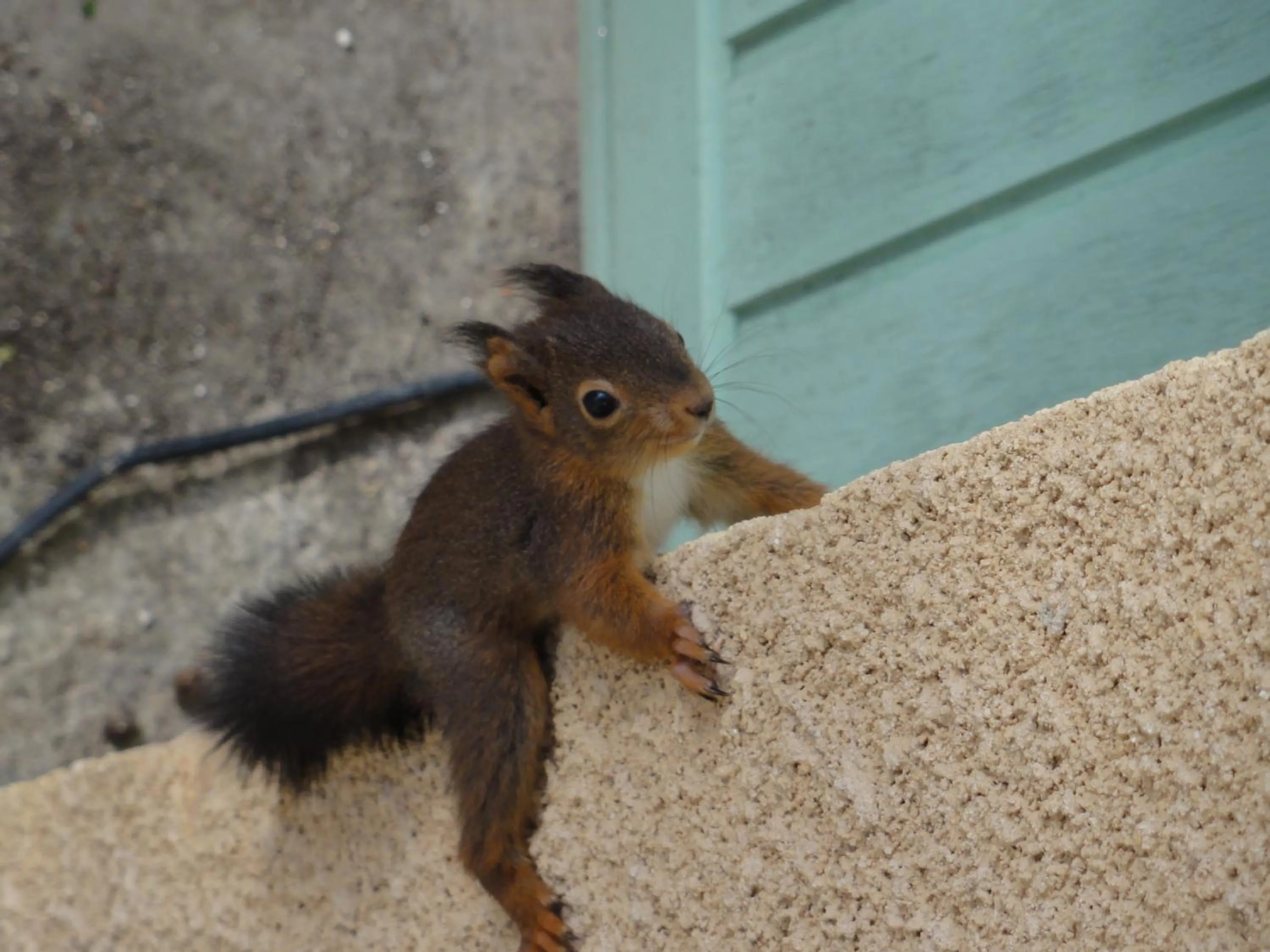 Animals in Les Feuillantines Perigord Noir