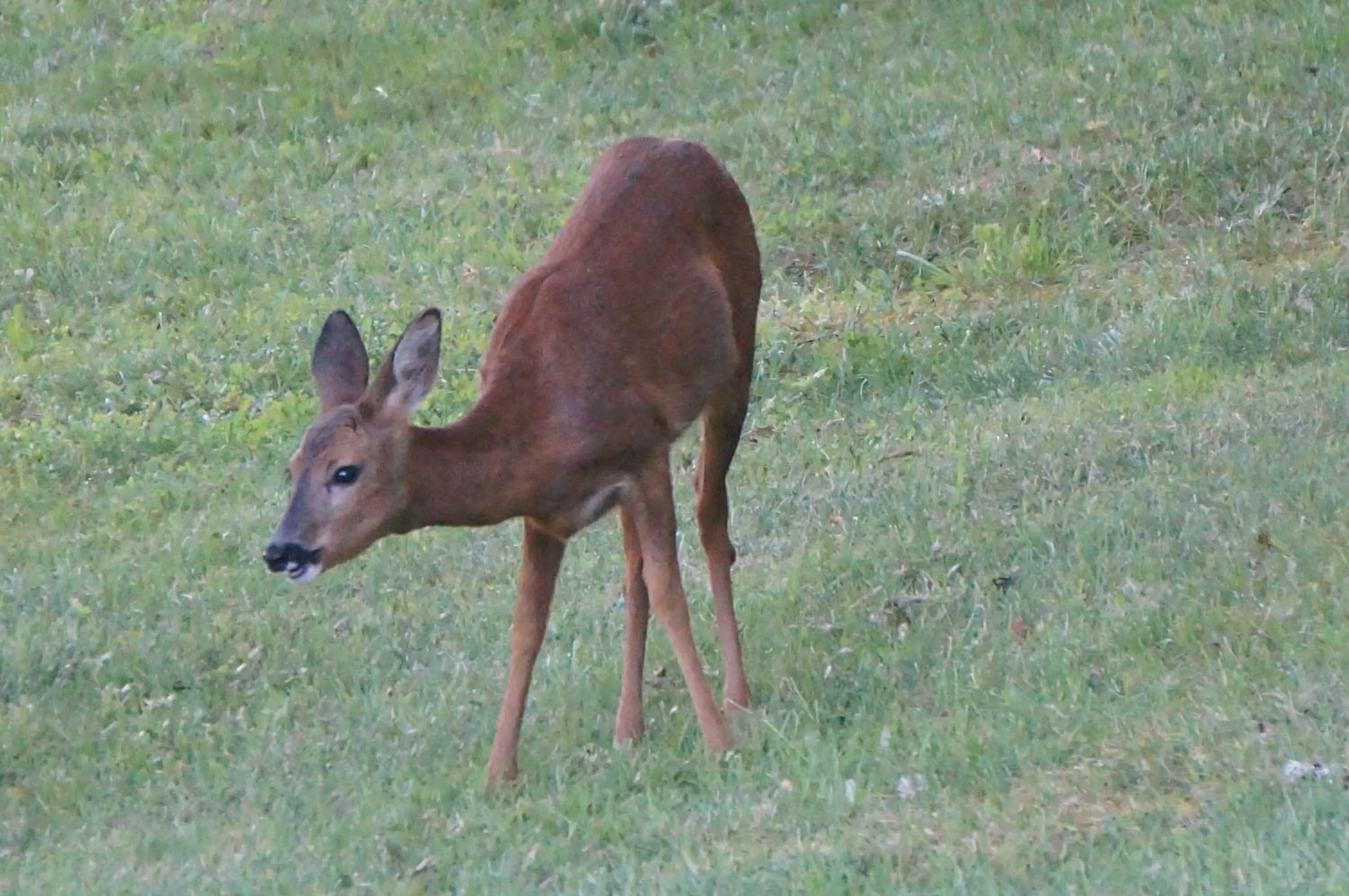 Garden in Les Feuillantines Perigord Noir