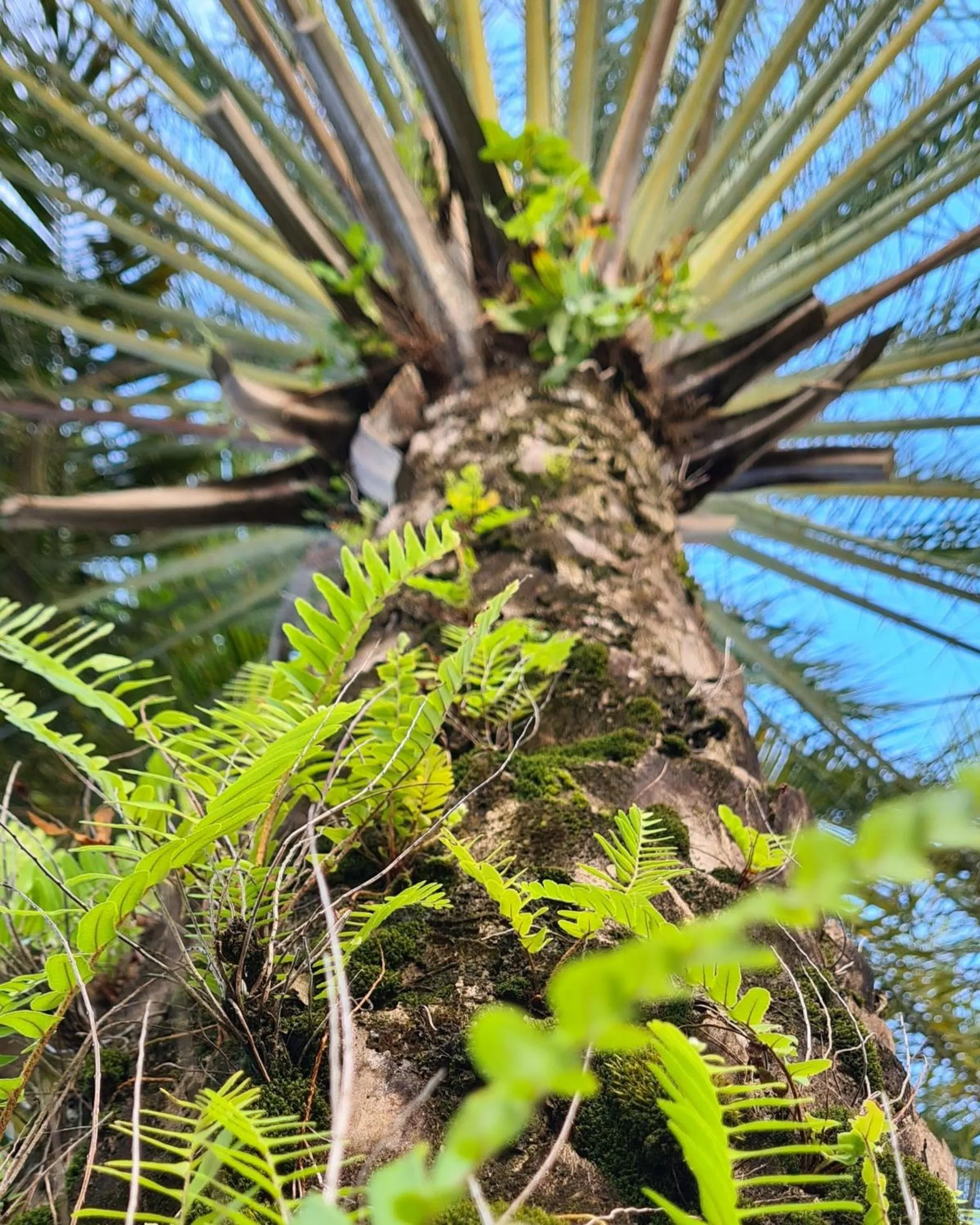 Garden in Brise Marine