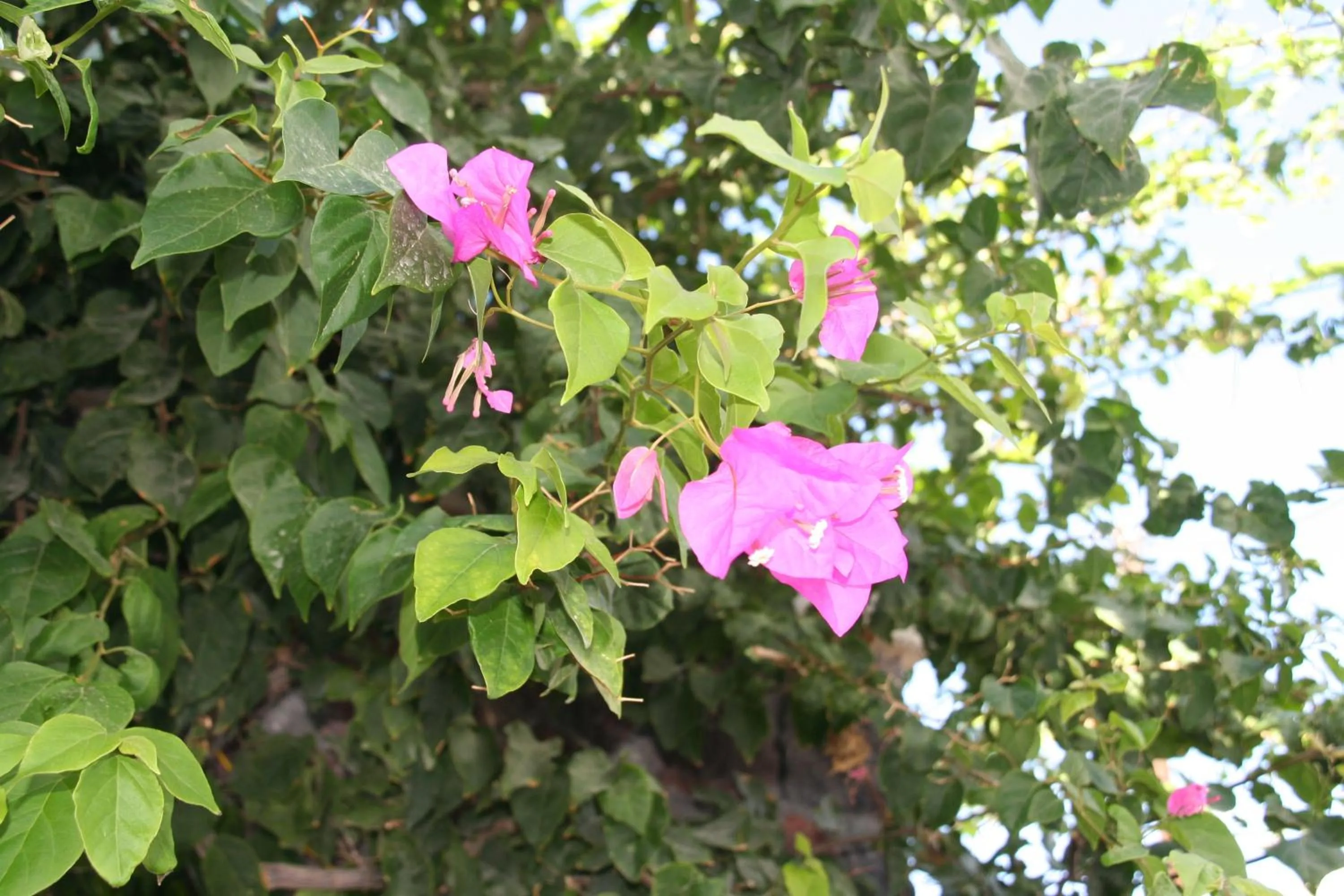 Garden in Samson΄s Village