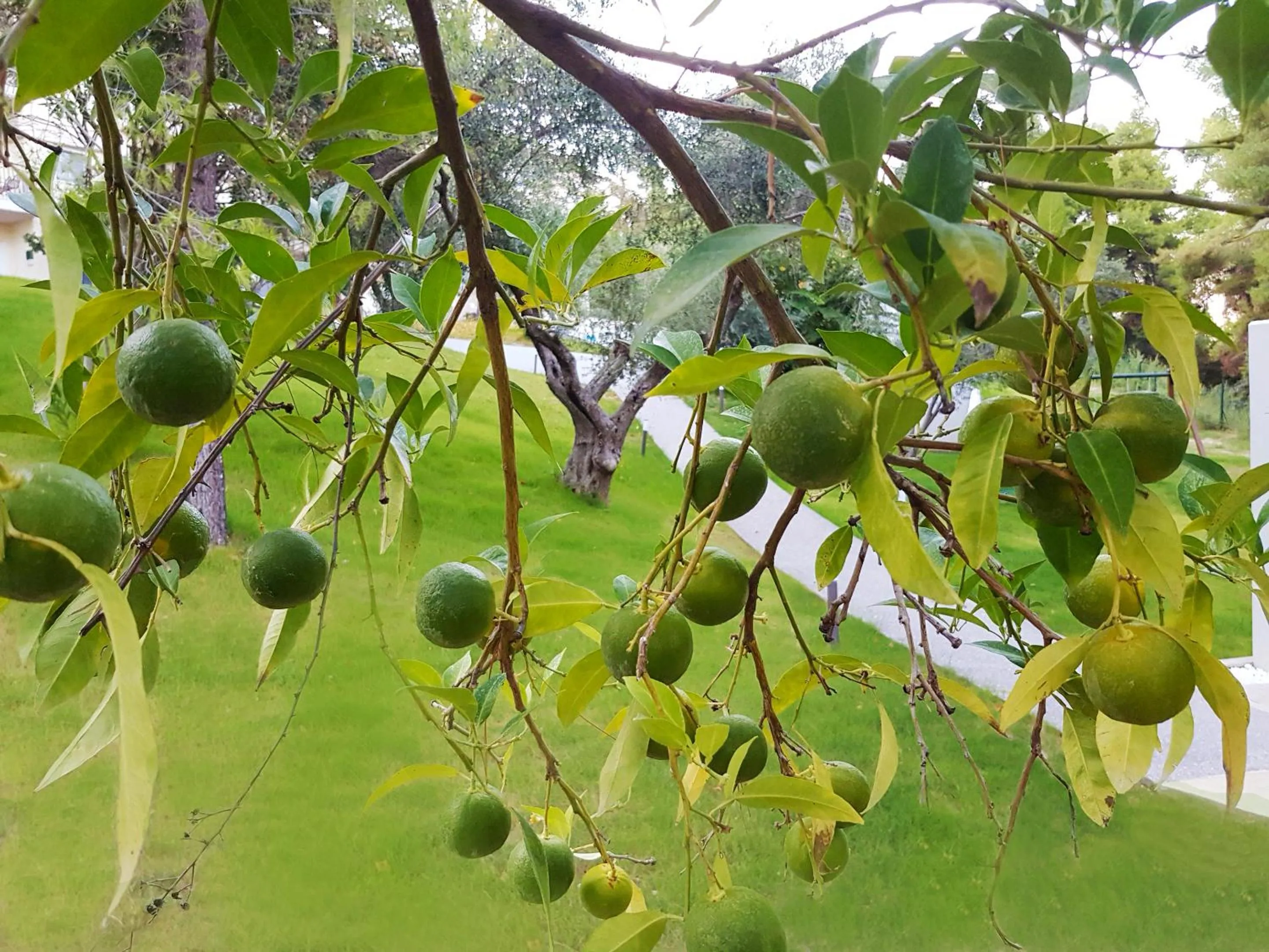 Garden in Avatel Eco Lodge