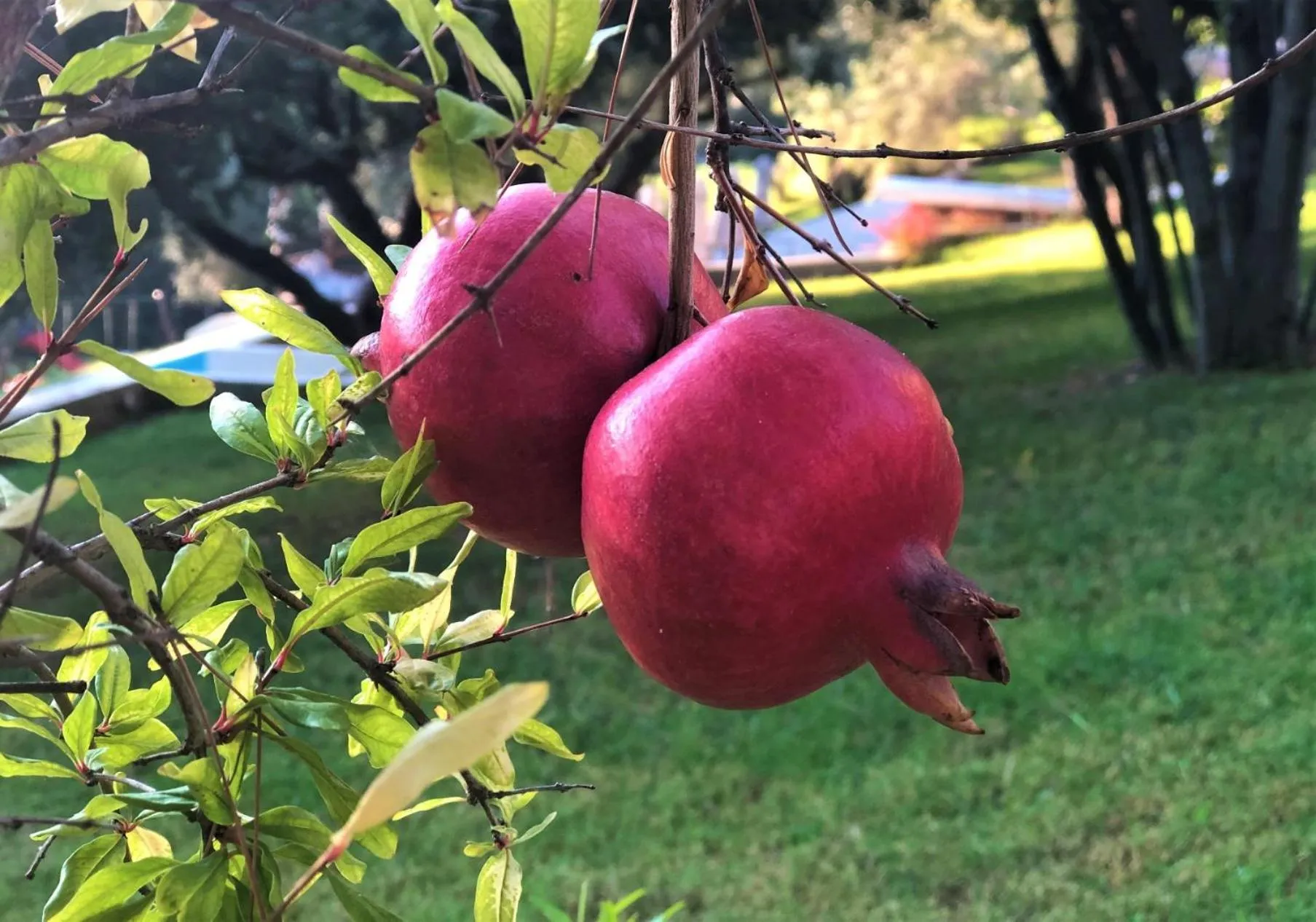 Garden in Avatel Eco Lodge