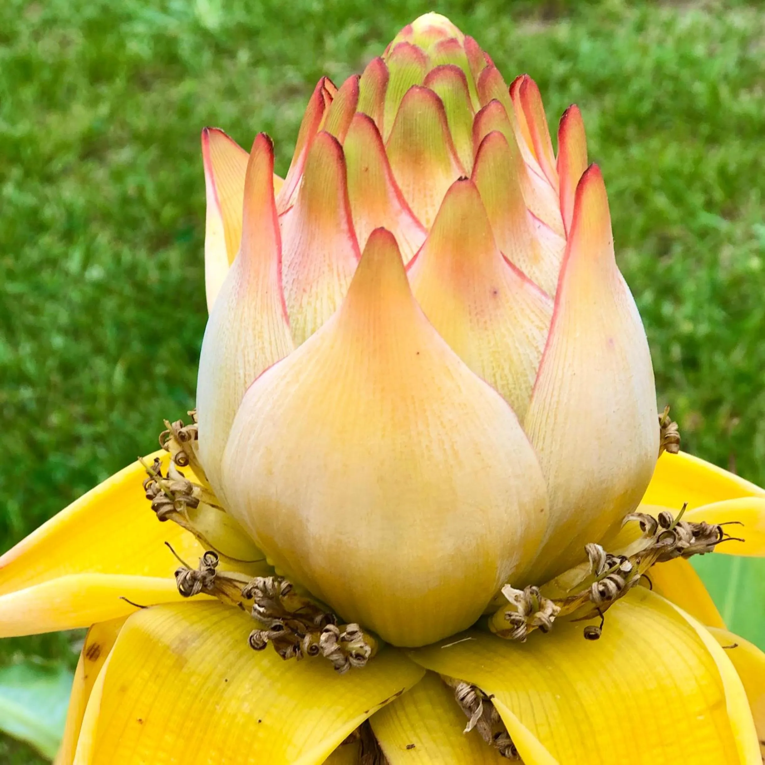 Garden in Avatel Eco Lodge