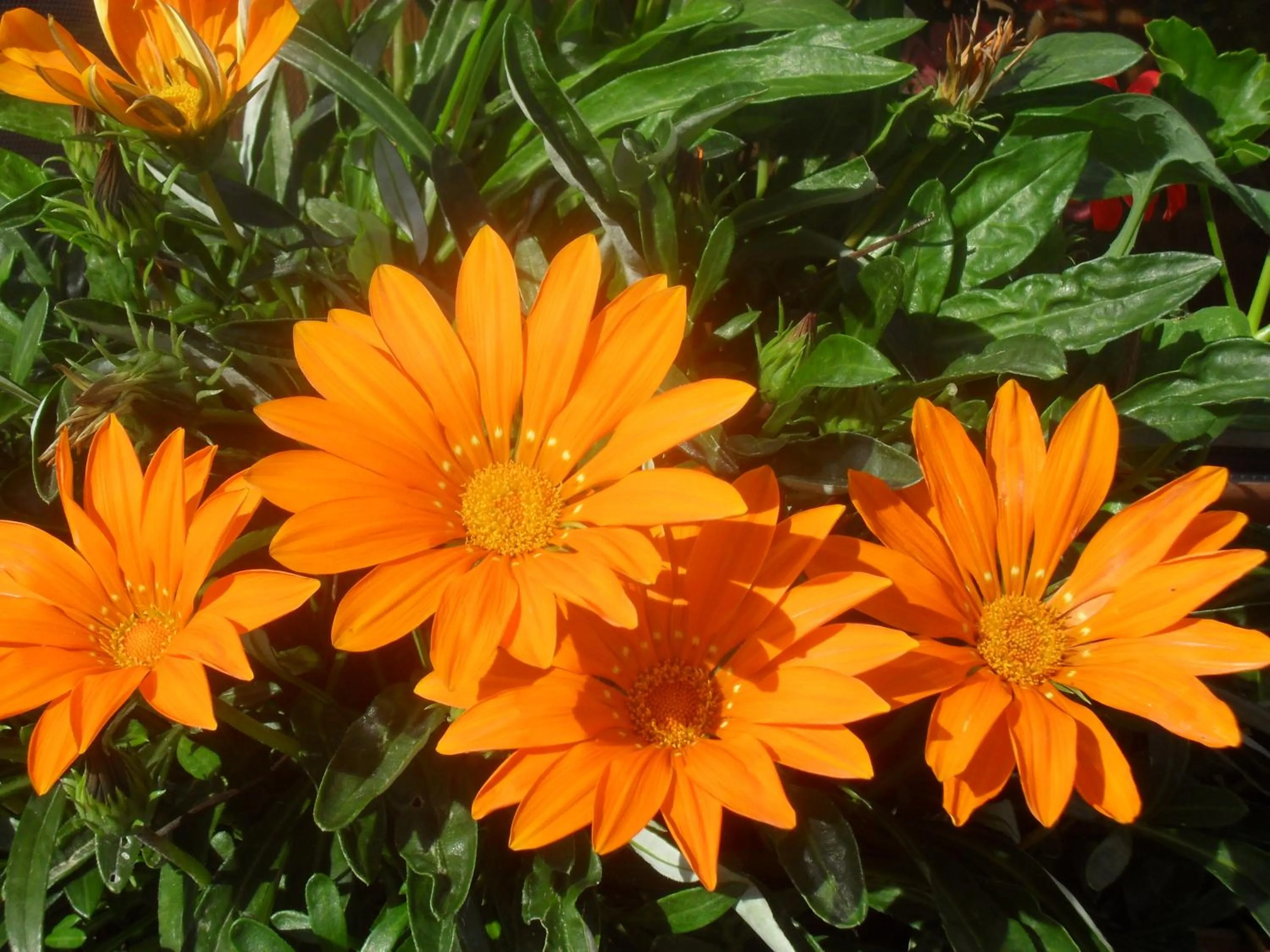 Garden in Fischerhof