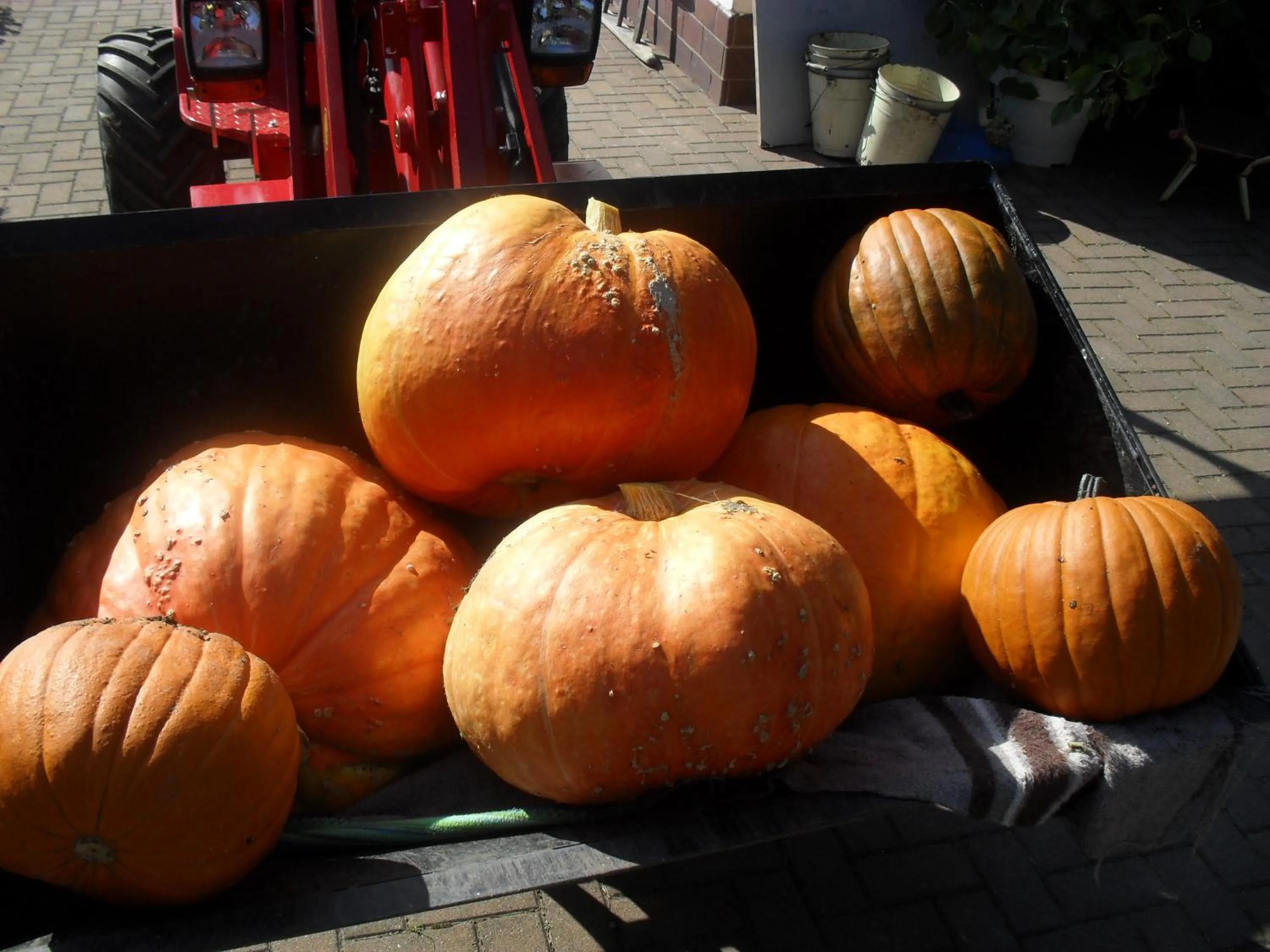 Autumn in Fischerhof