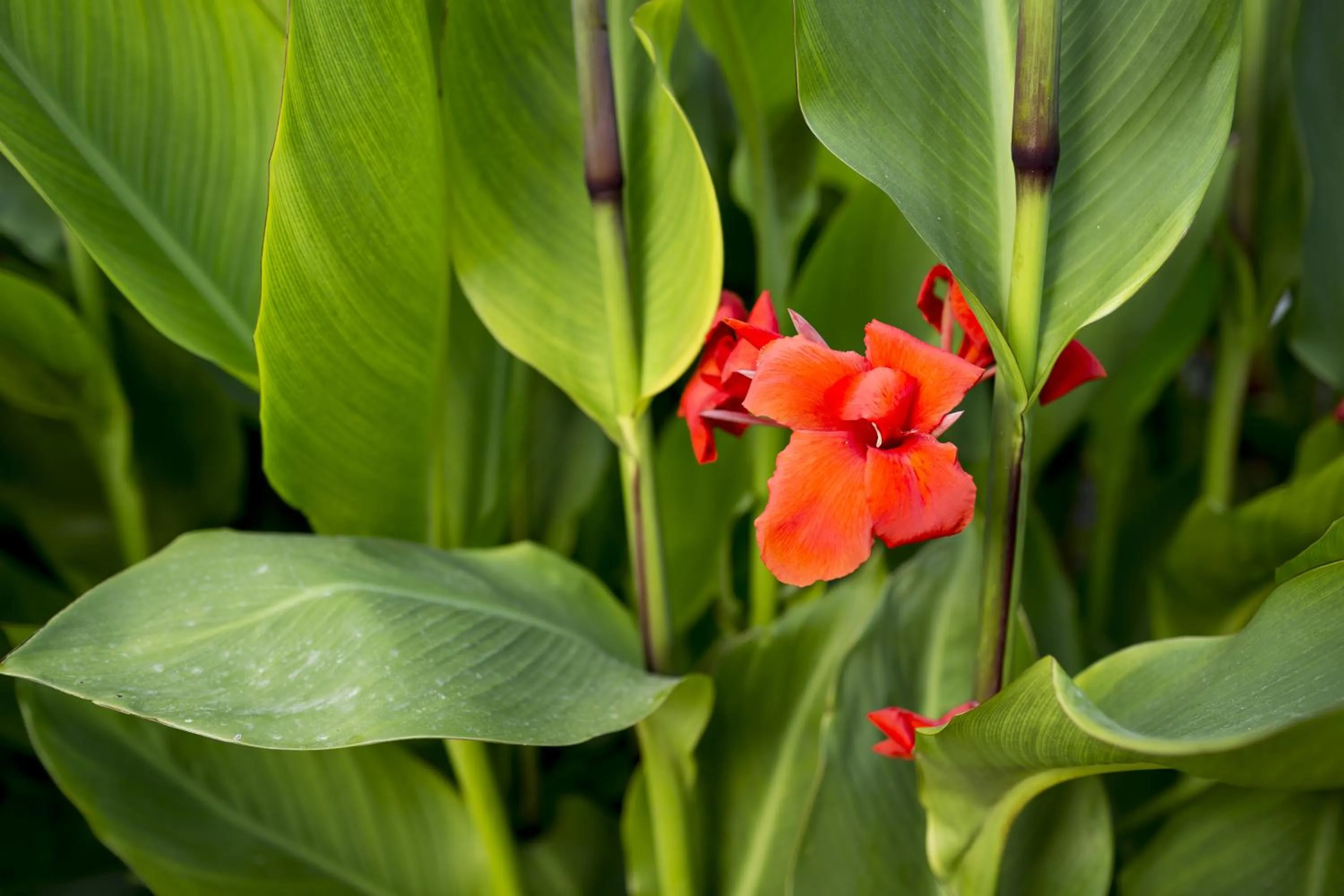 Garden in Apartamentos Zodiac