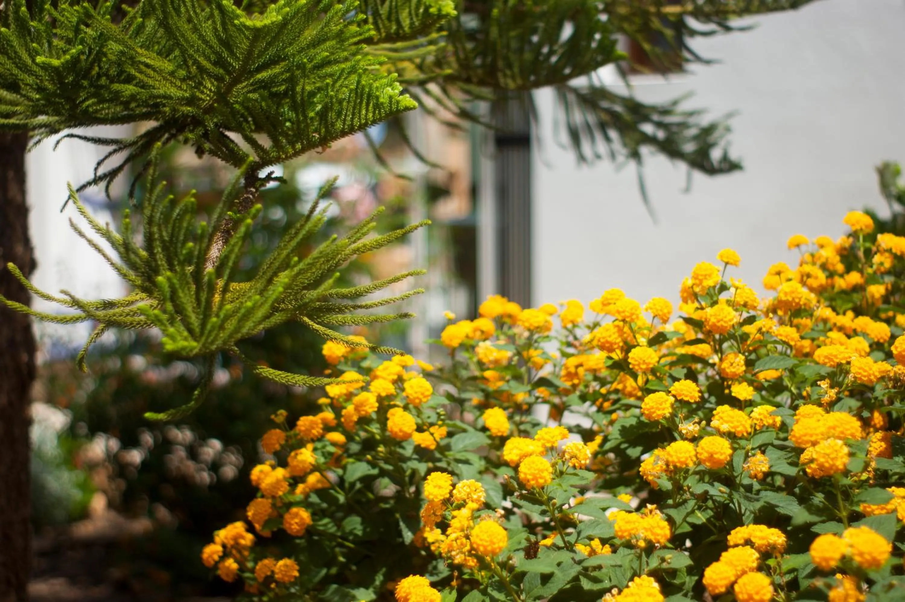 Garden in Apartamentos Zodiac