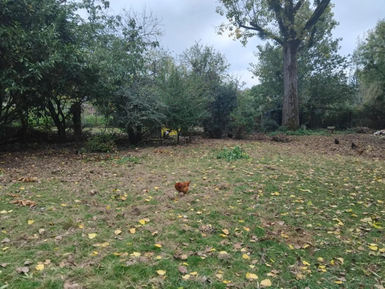 Garden in Logis Hôtel De France- Restaurant GRILL