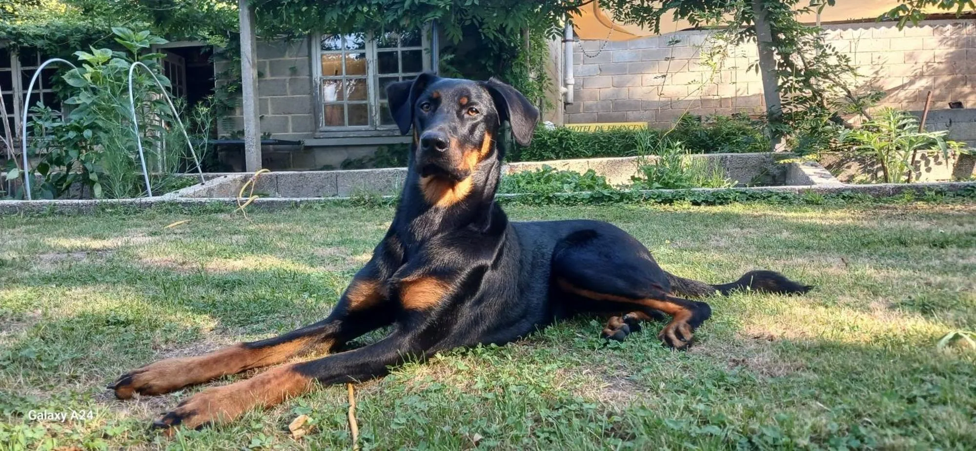 Animals in Logis Hôtel De France- Restaurant GRILL