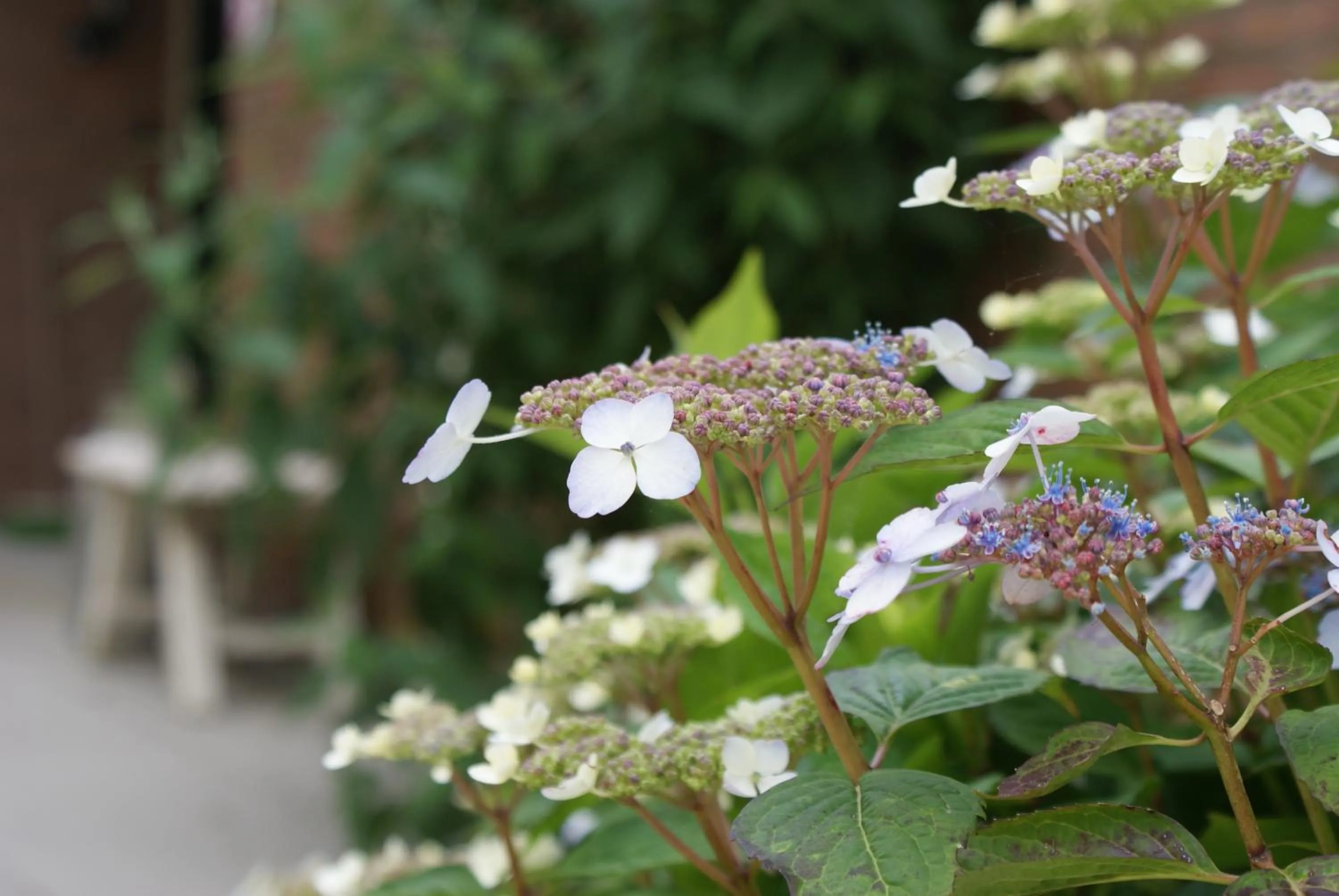 Spring in De Drie Berken