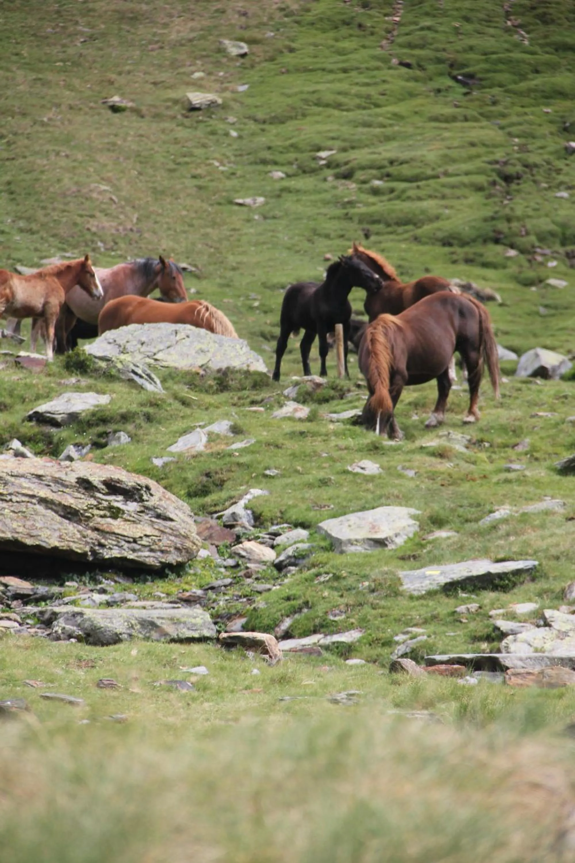 Nearby landmark in Hostal Vall D'Aneu by Arcas & Sambola