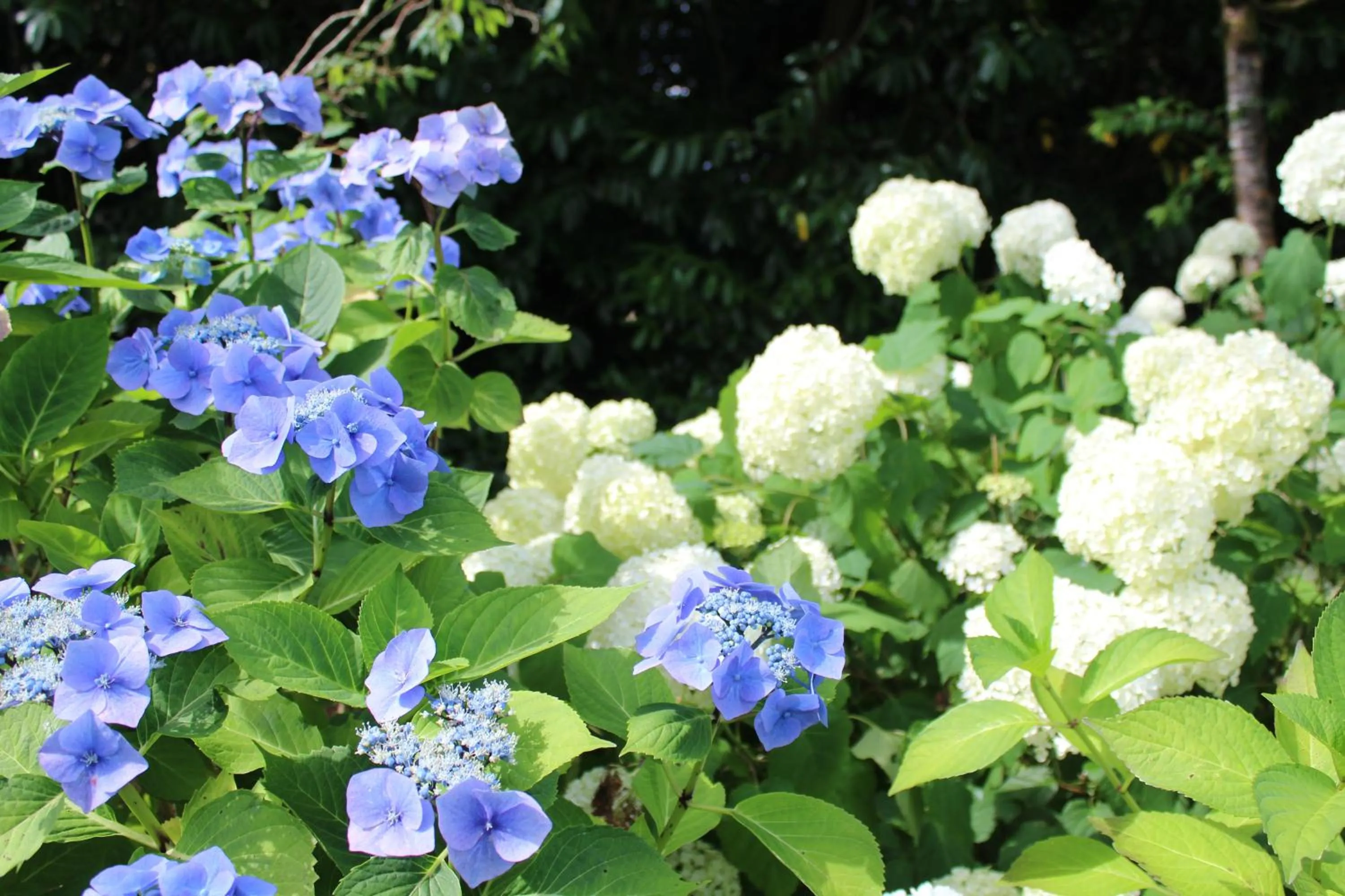 Garden in Luachra Lodge