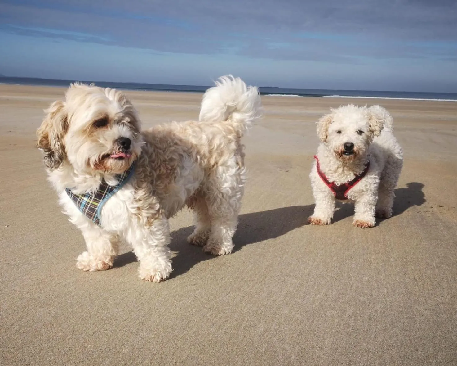 Pets in Luachra Lodge