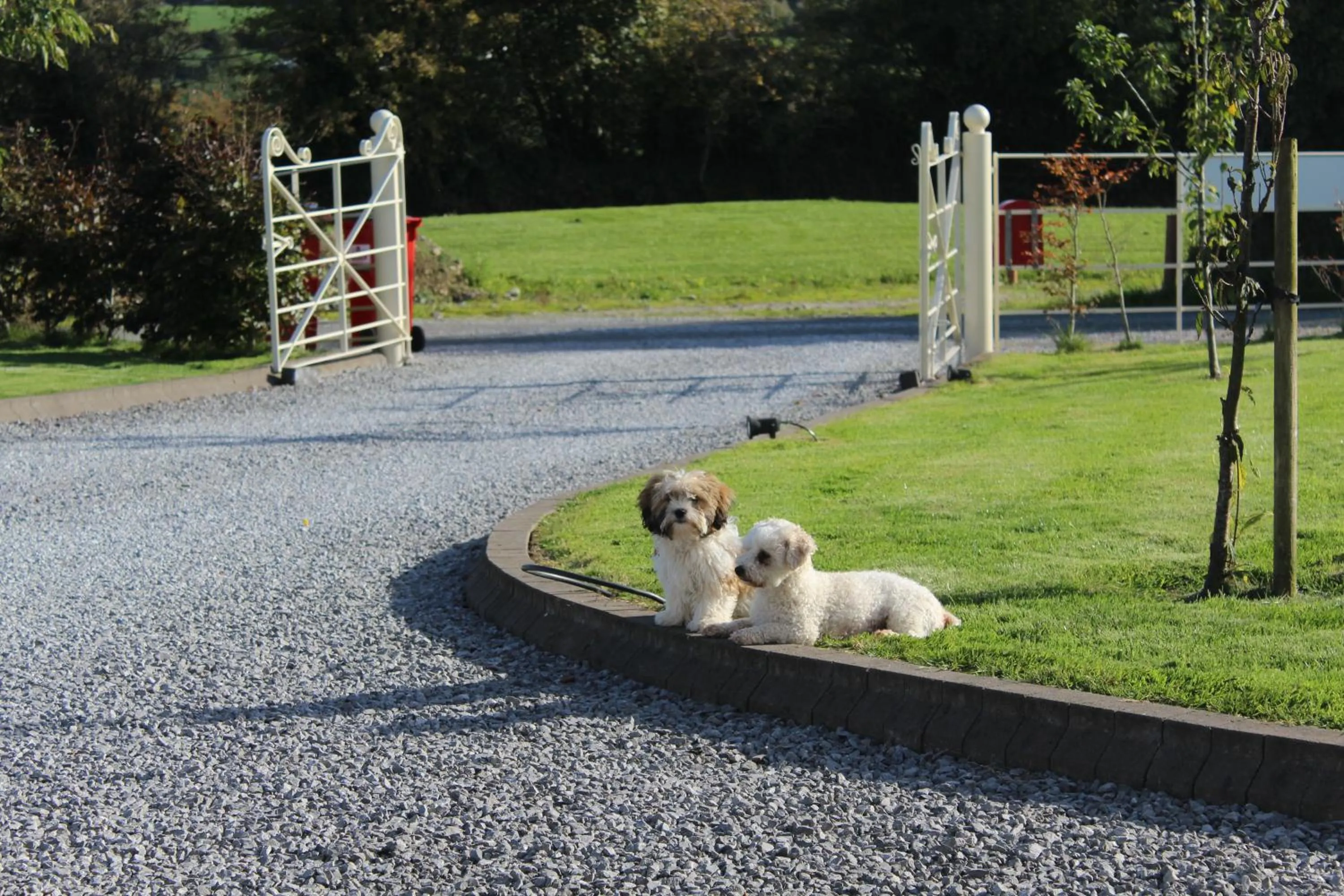 Pets in Luachra Lodge