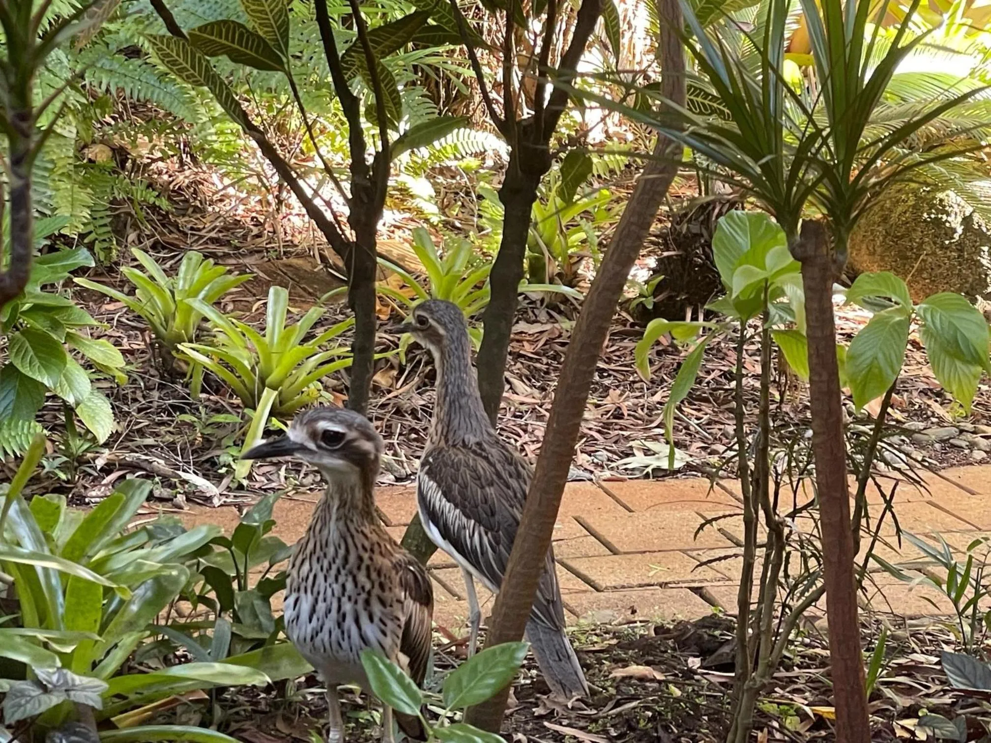 Garden view in The York Beachfront Holiday Apartments