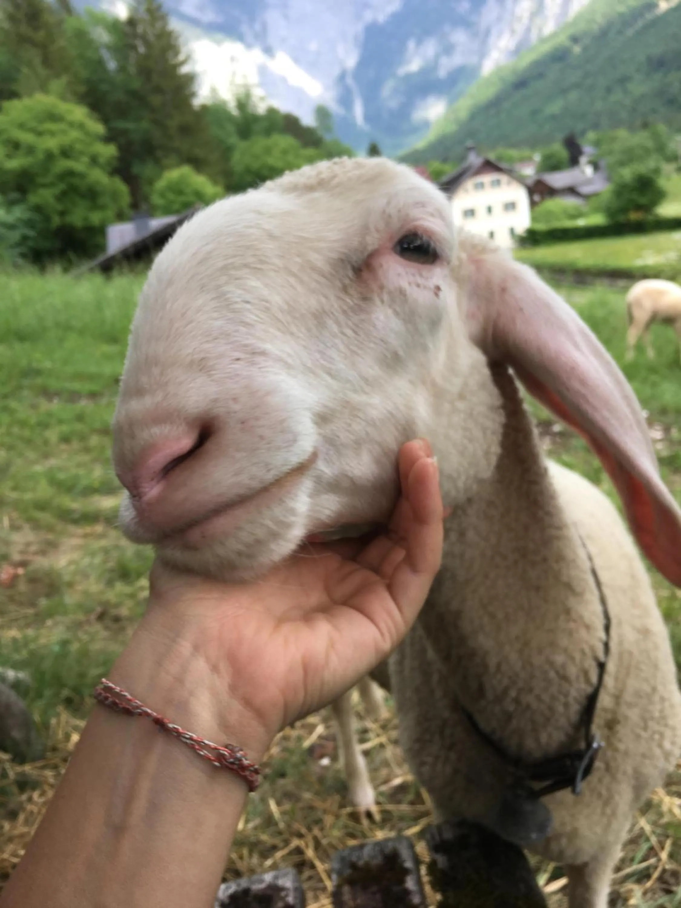 Animals in Chalet am Sonnenhang